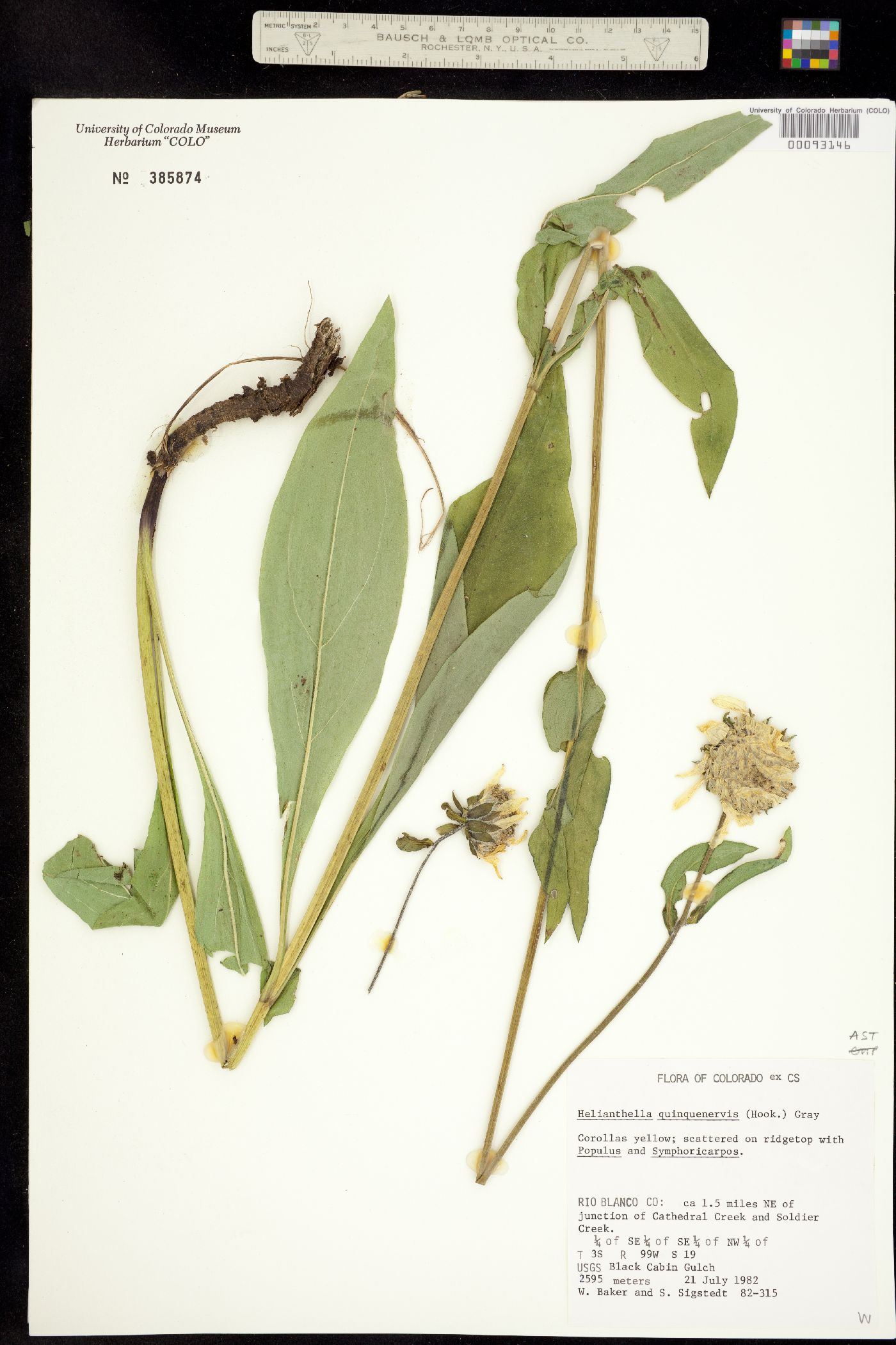 Helianthella quinquenervis image