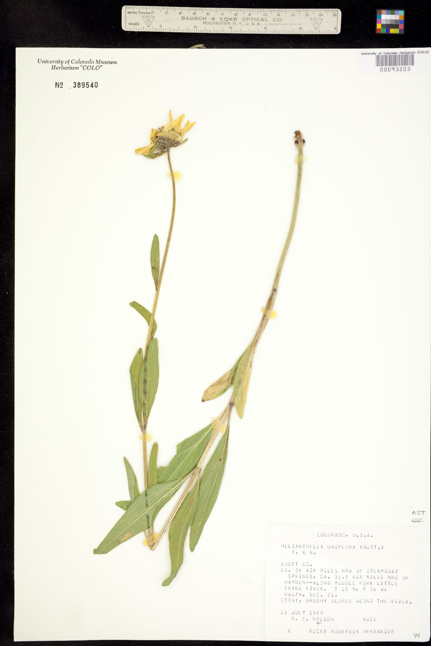 Helianthella uniflora image