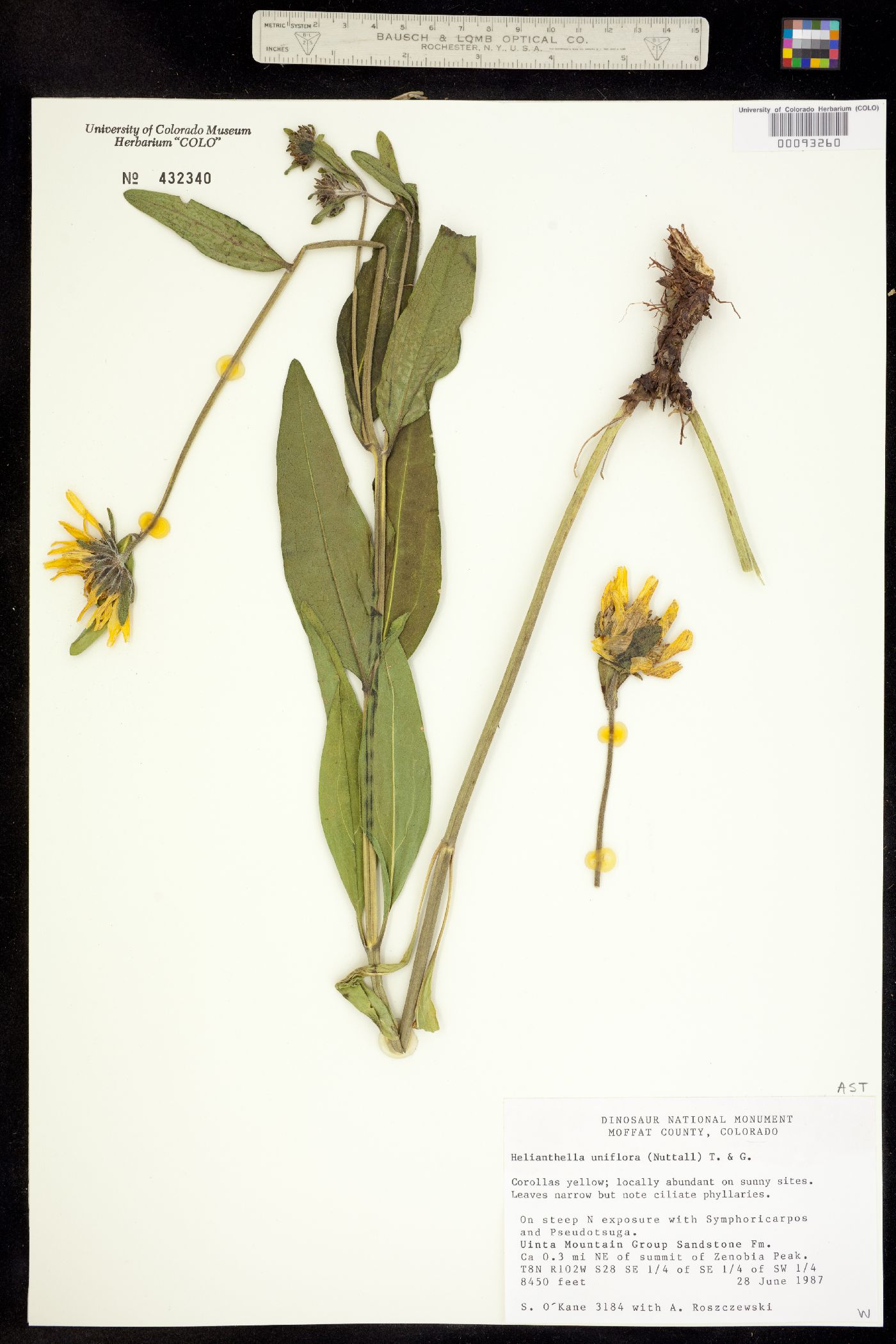 Helianthella uniflora image