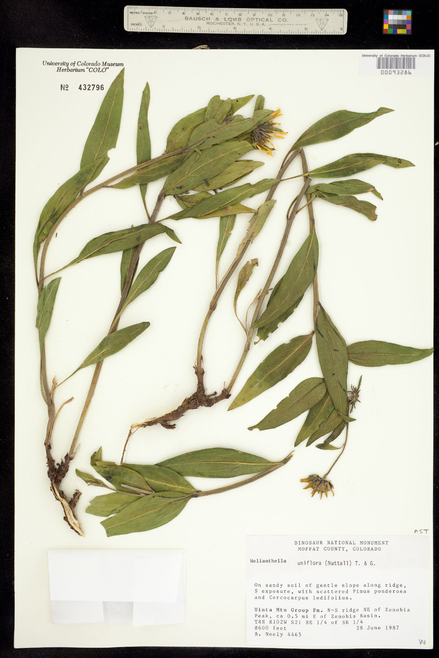 Helianthella uniflora image