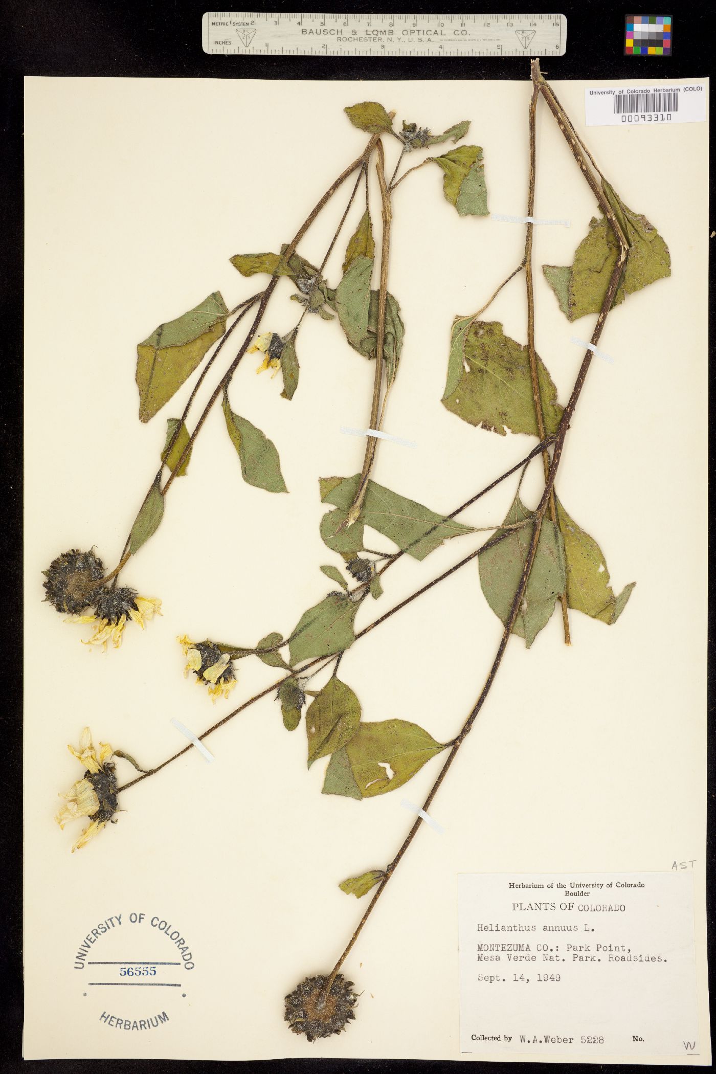 Helianthus annuus image