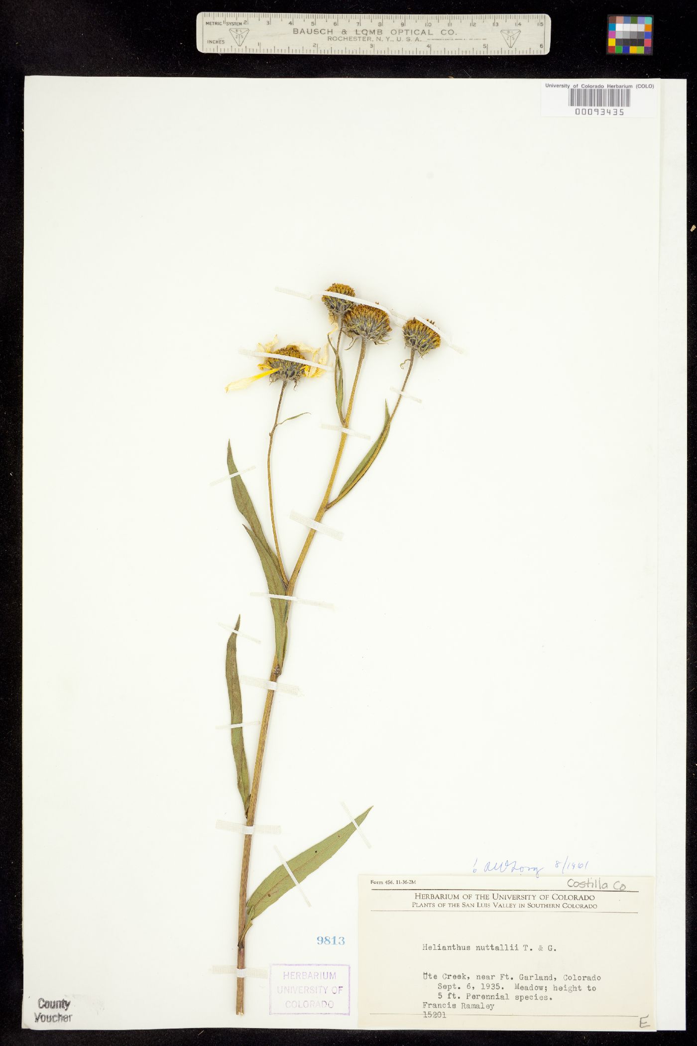 Helianthus nuttallii image