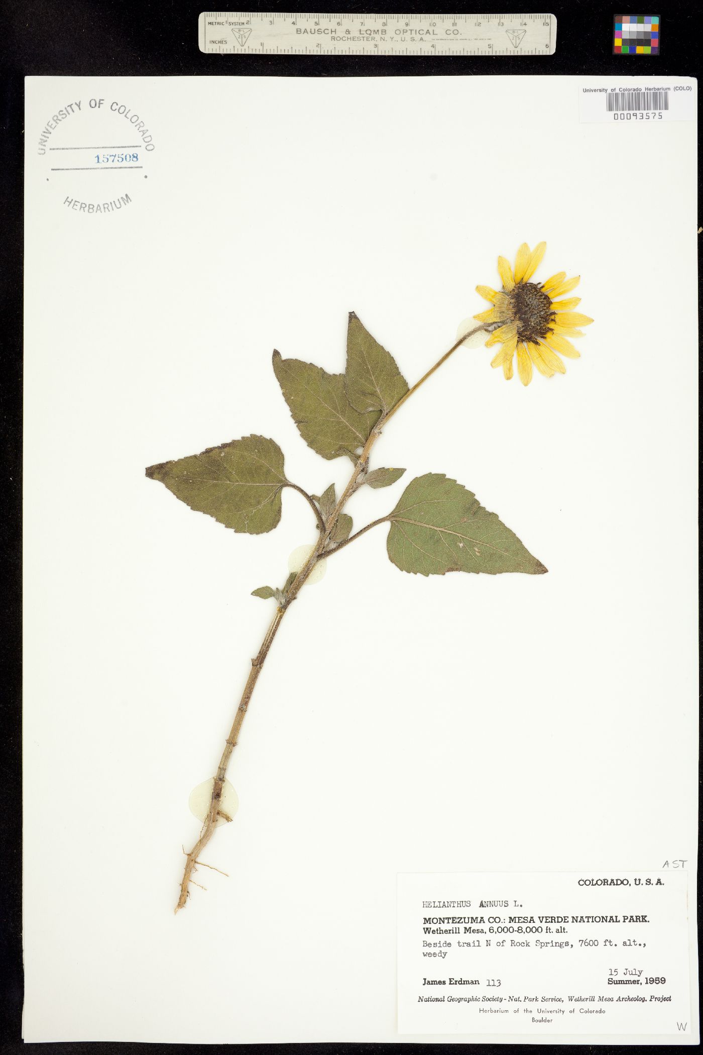 Helianthus annuus image