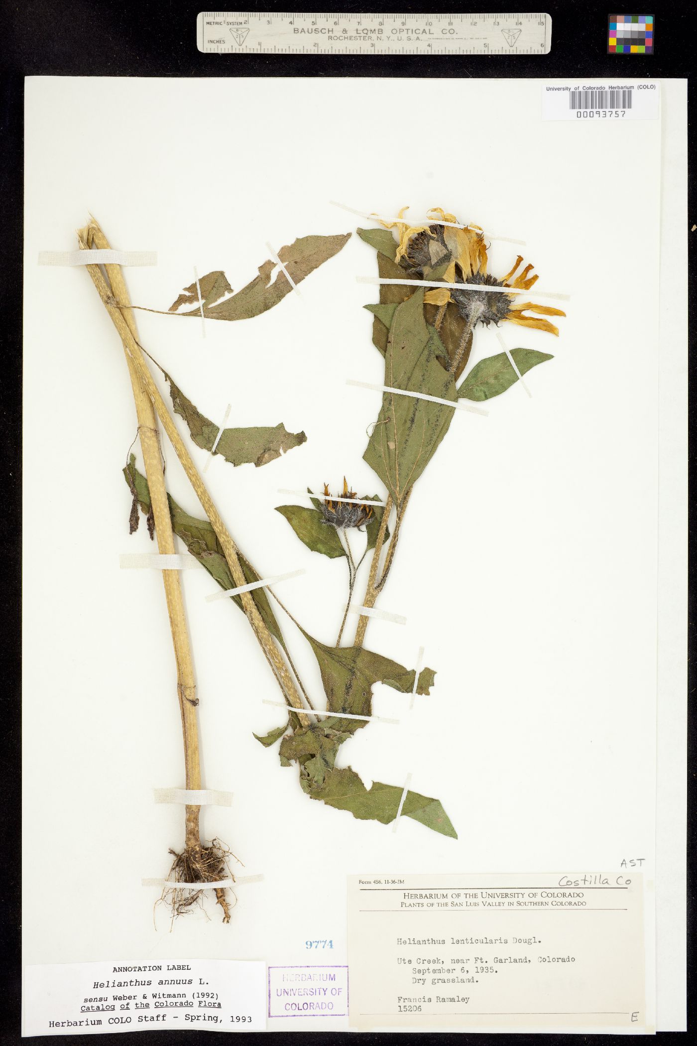 Helianthus annuus image