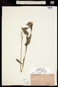 Image of Helianthus annuus