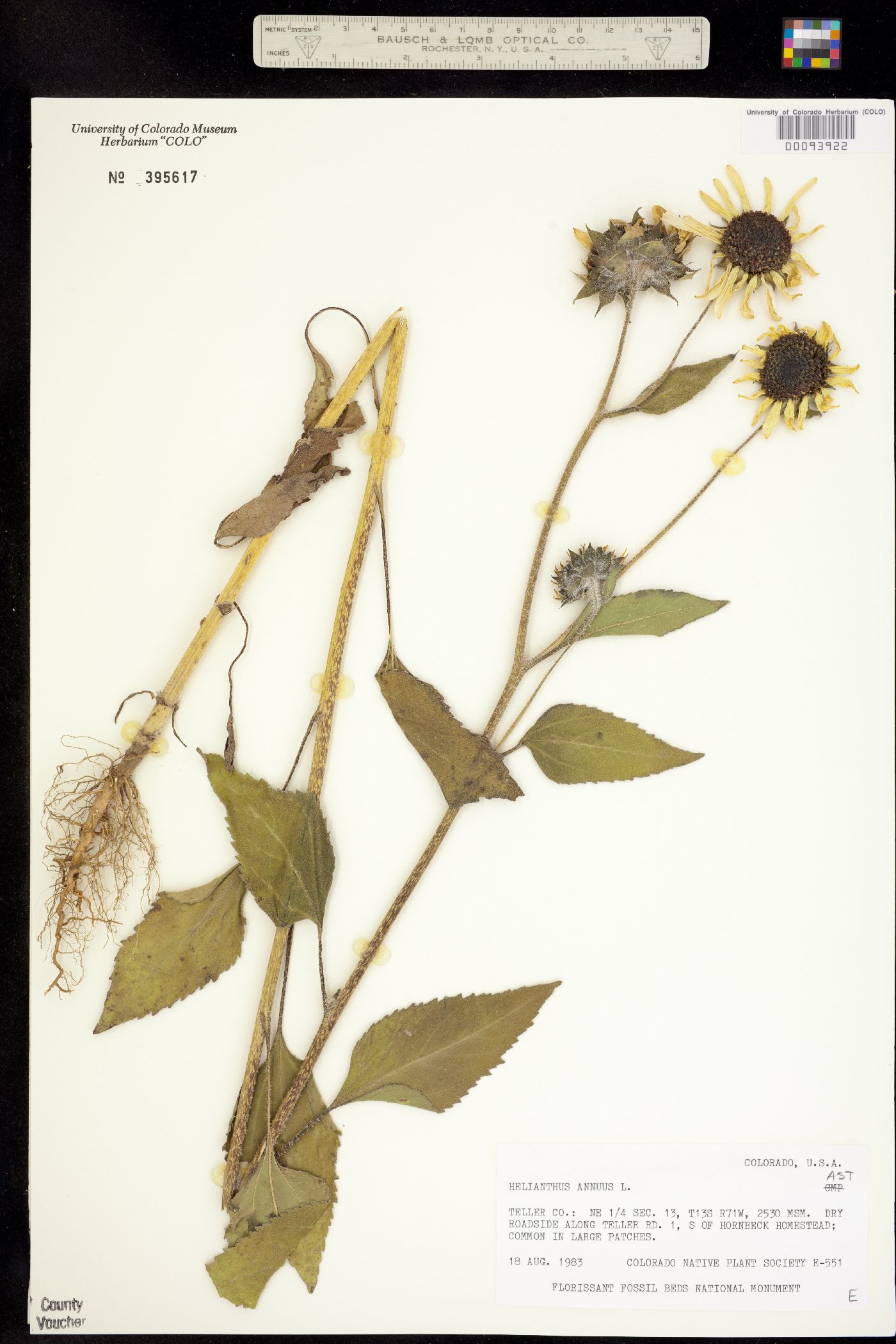 Helianthus annuus image