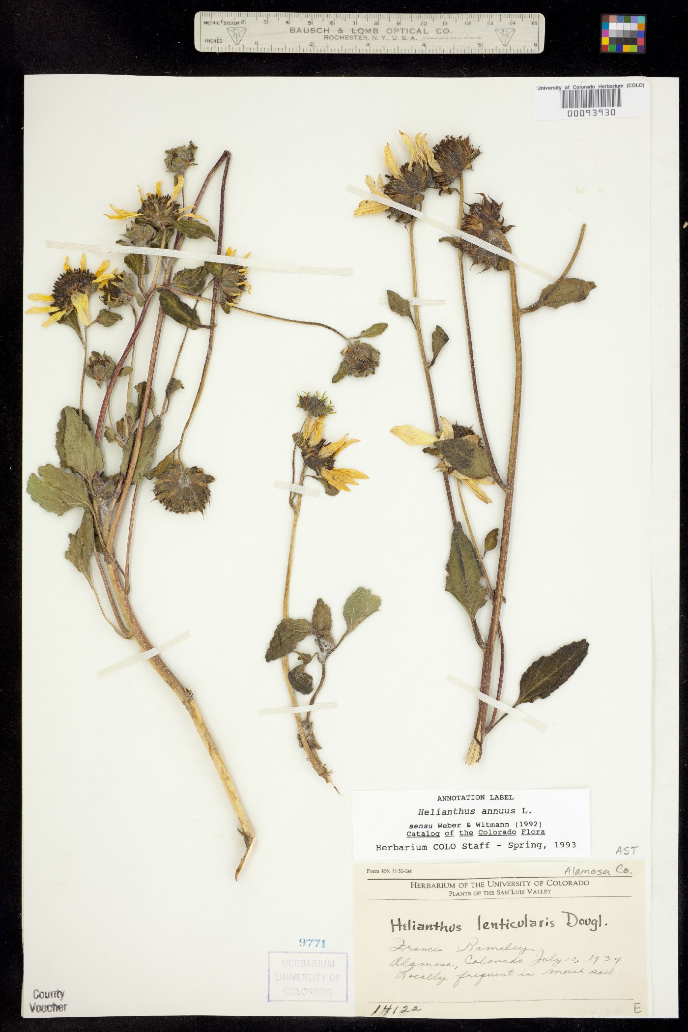 Helianthus annuus image