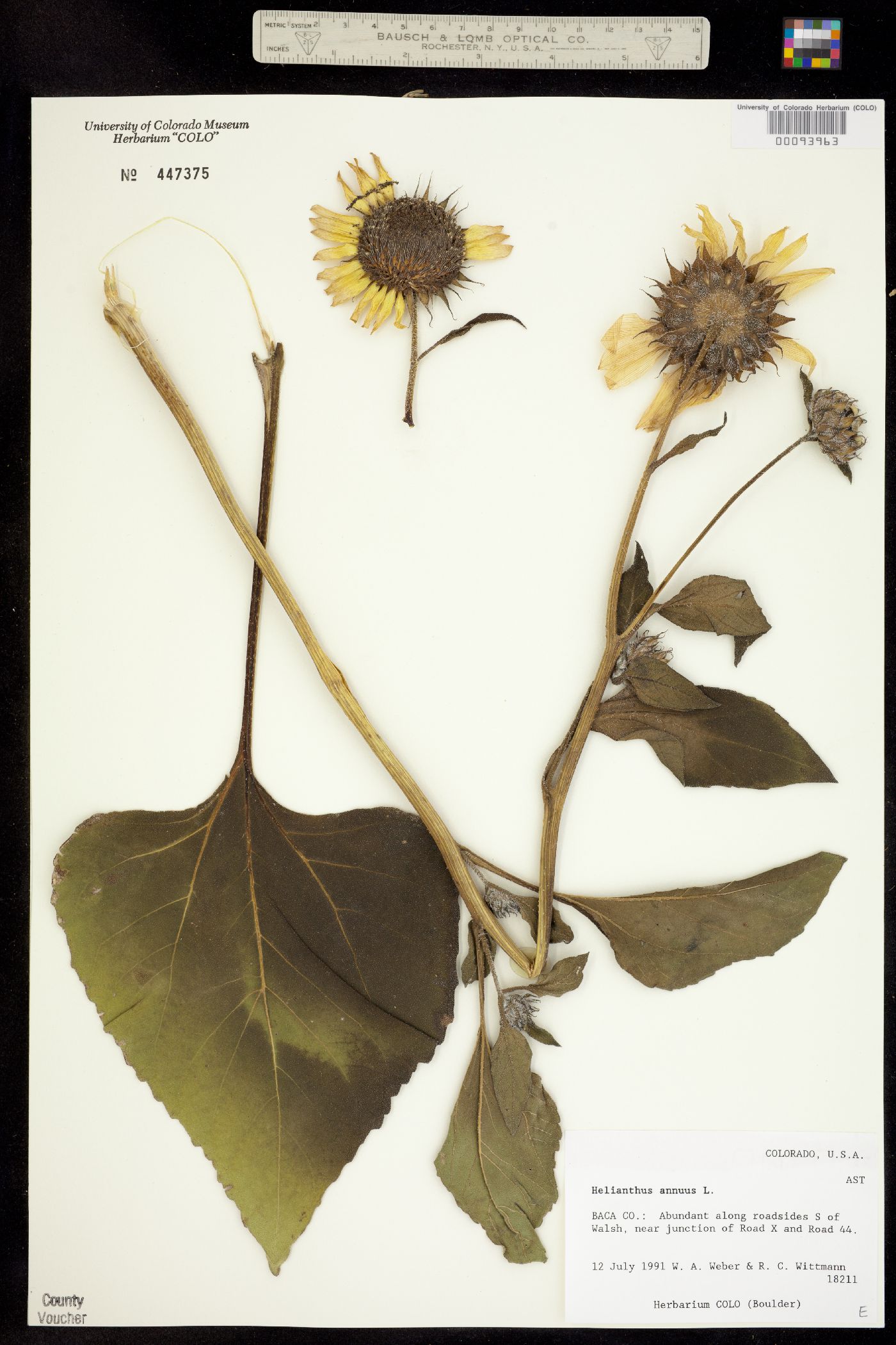 Helianthus annuus image