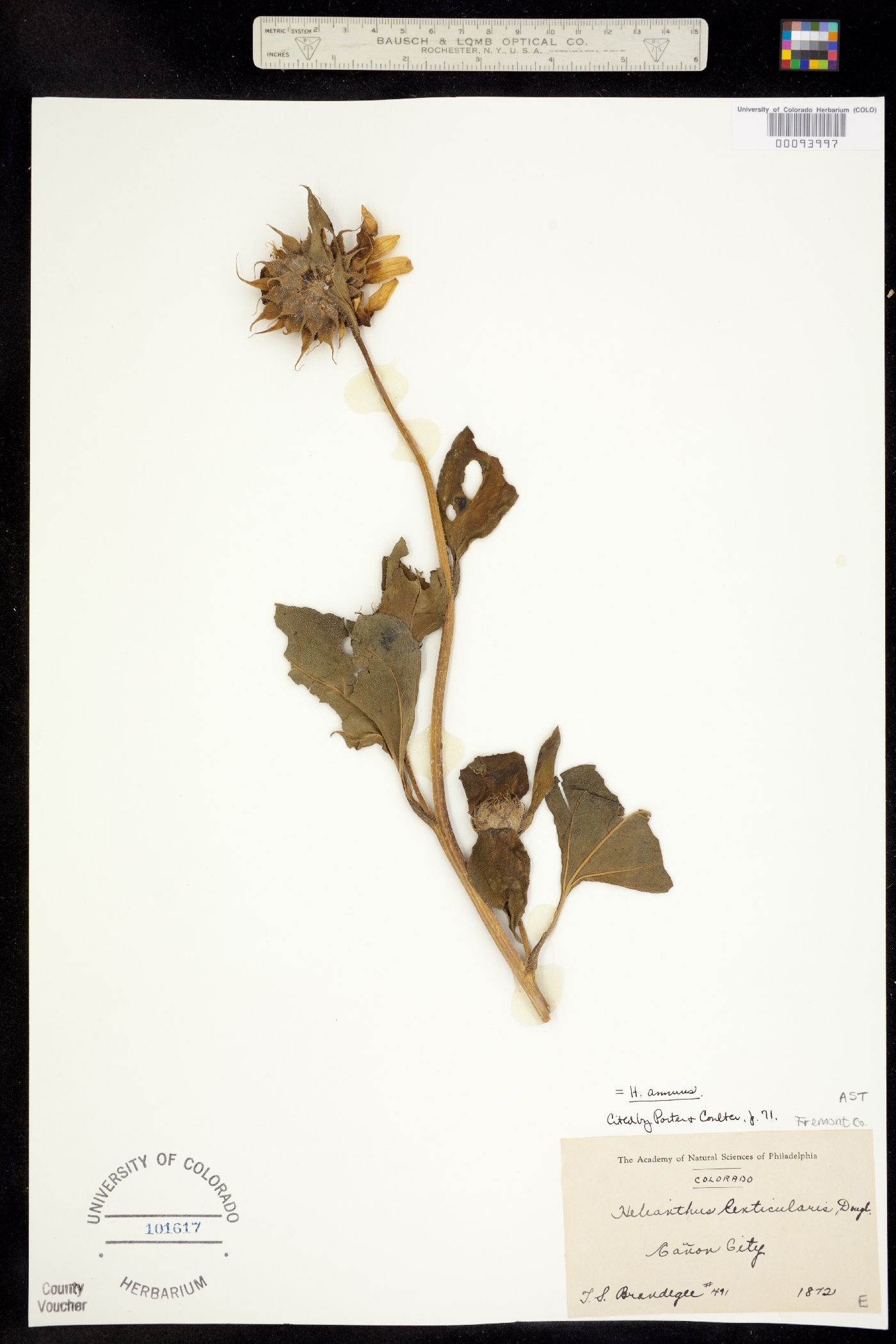 Helianthus annuus image