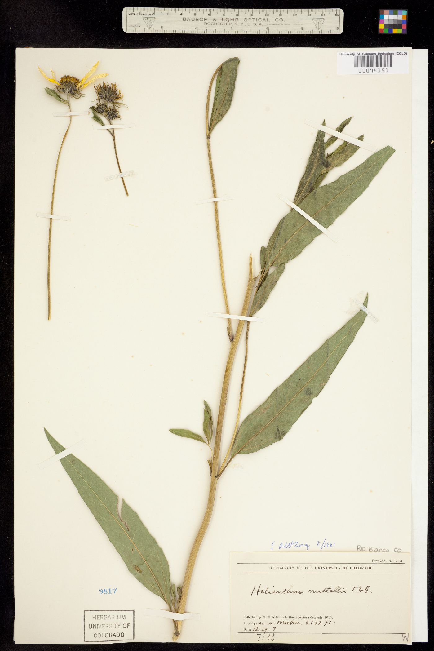 Helianthus nuttallii image