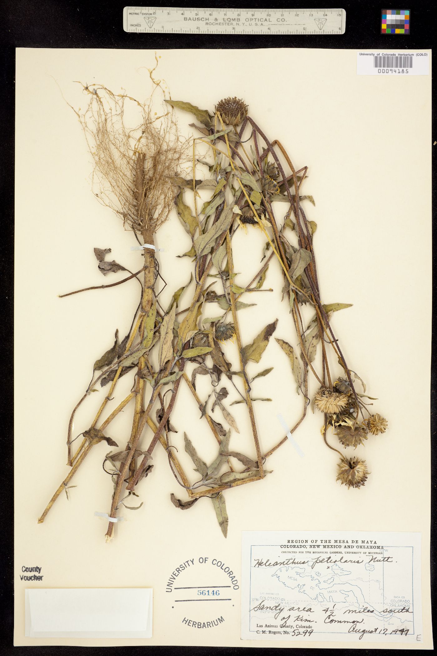 Helianthus petiolaris image