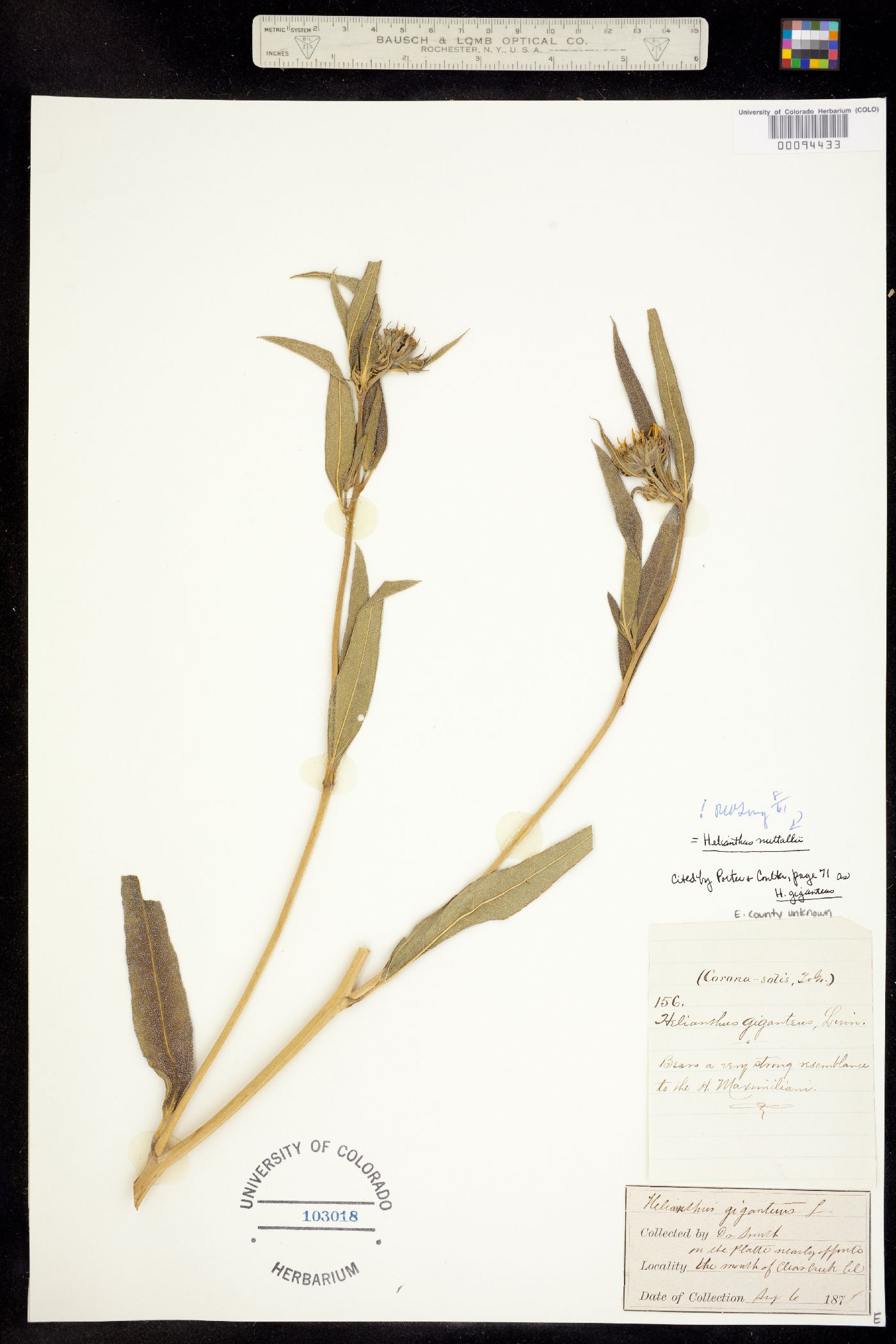 Helianthus nuttallii image