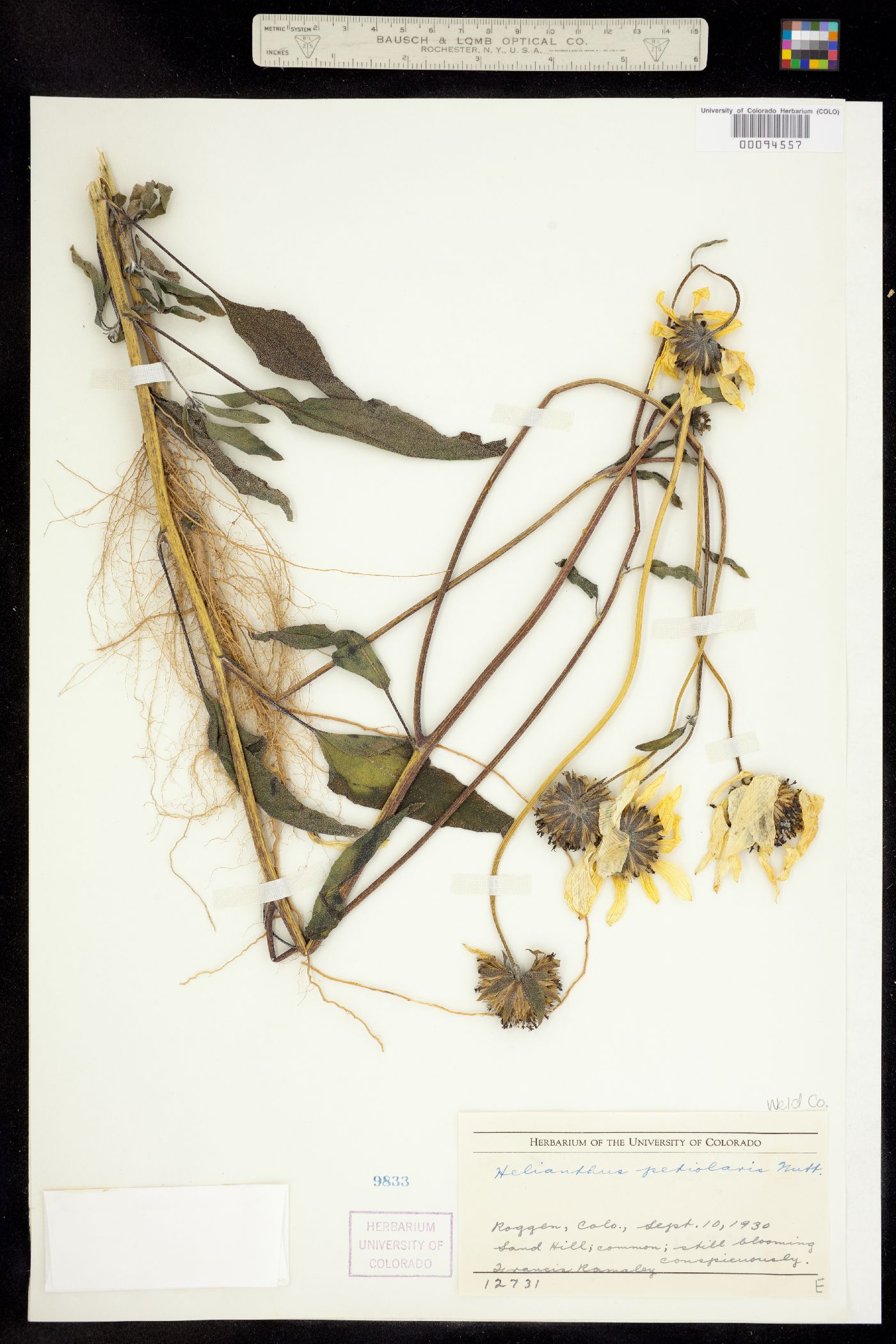 Helianthus petiolaris image