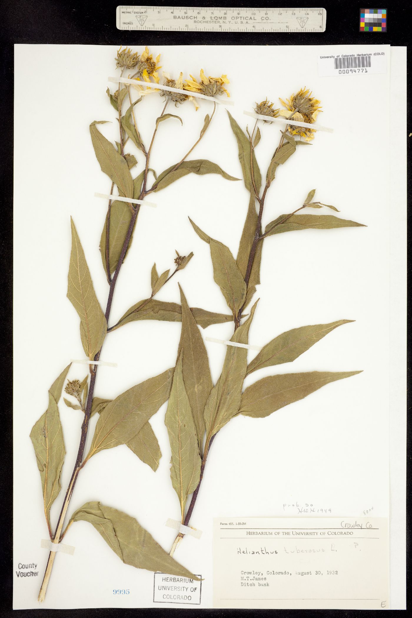 Helianthus tuberosus image