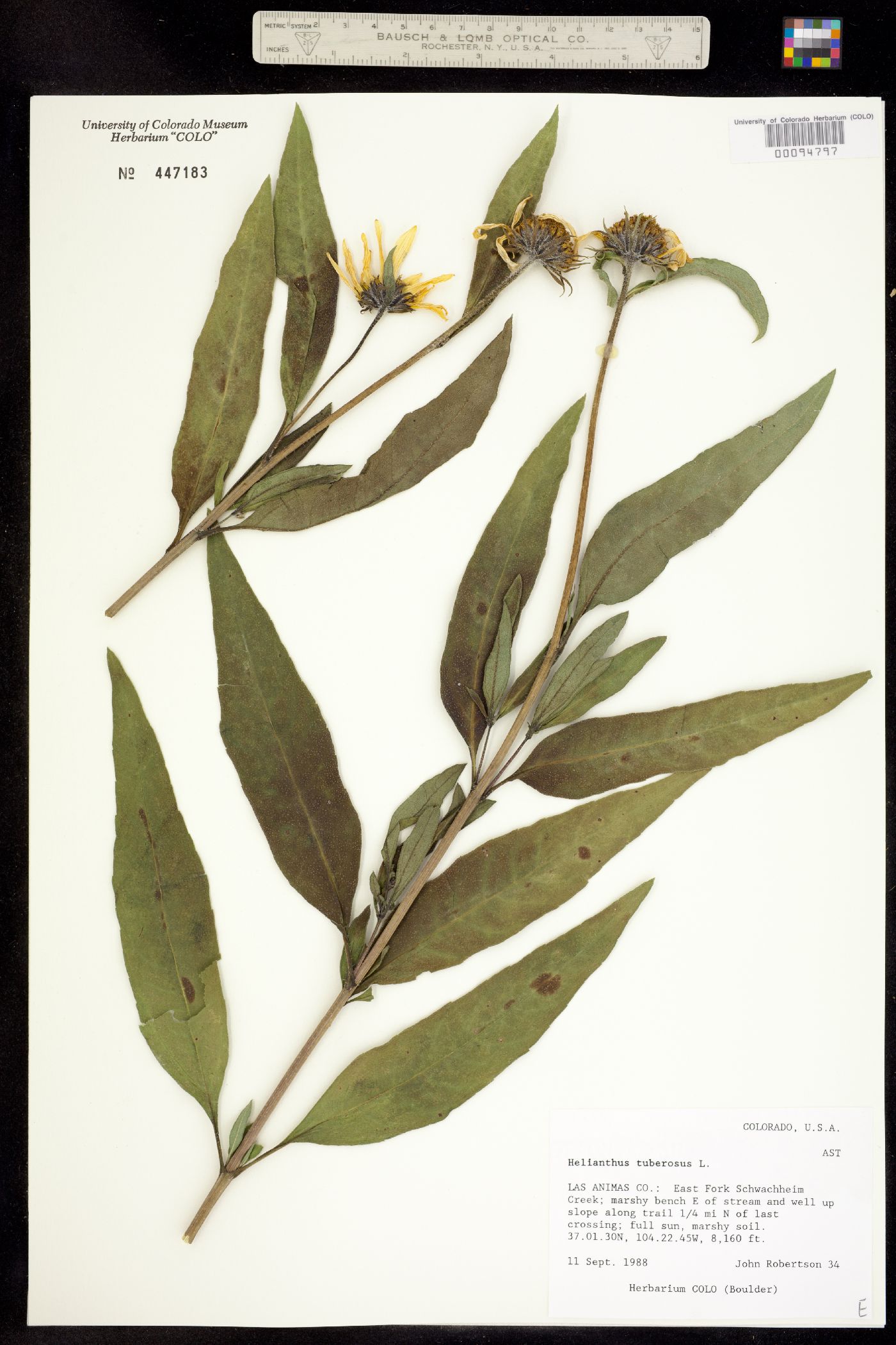 Helianthus tuberosus image