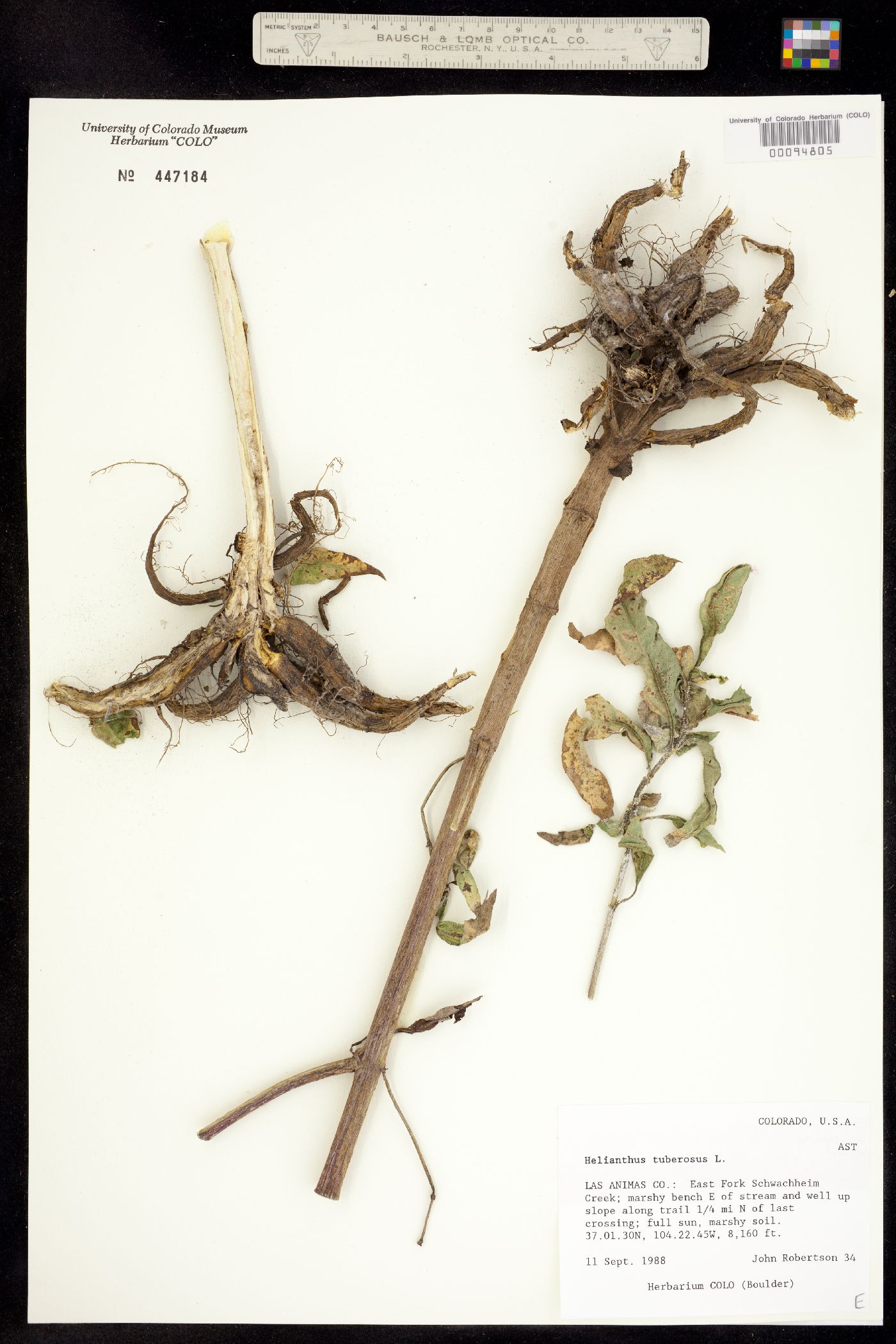 Helianthus tuberosus image