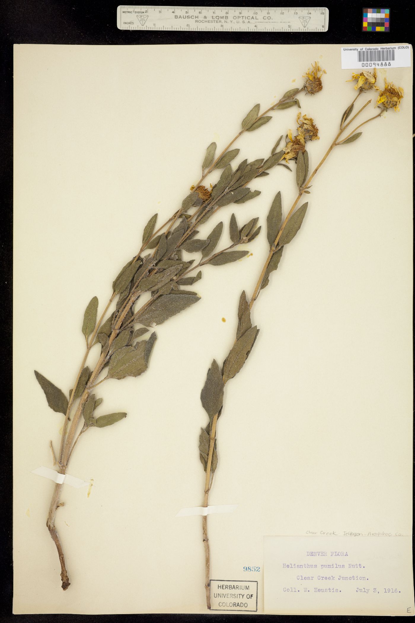 Helianthus pumilus image