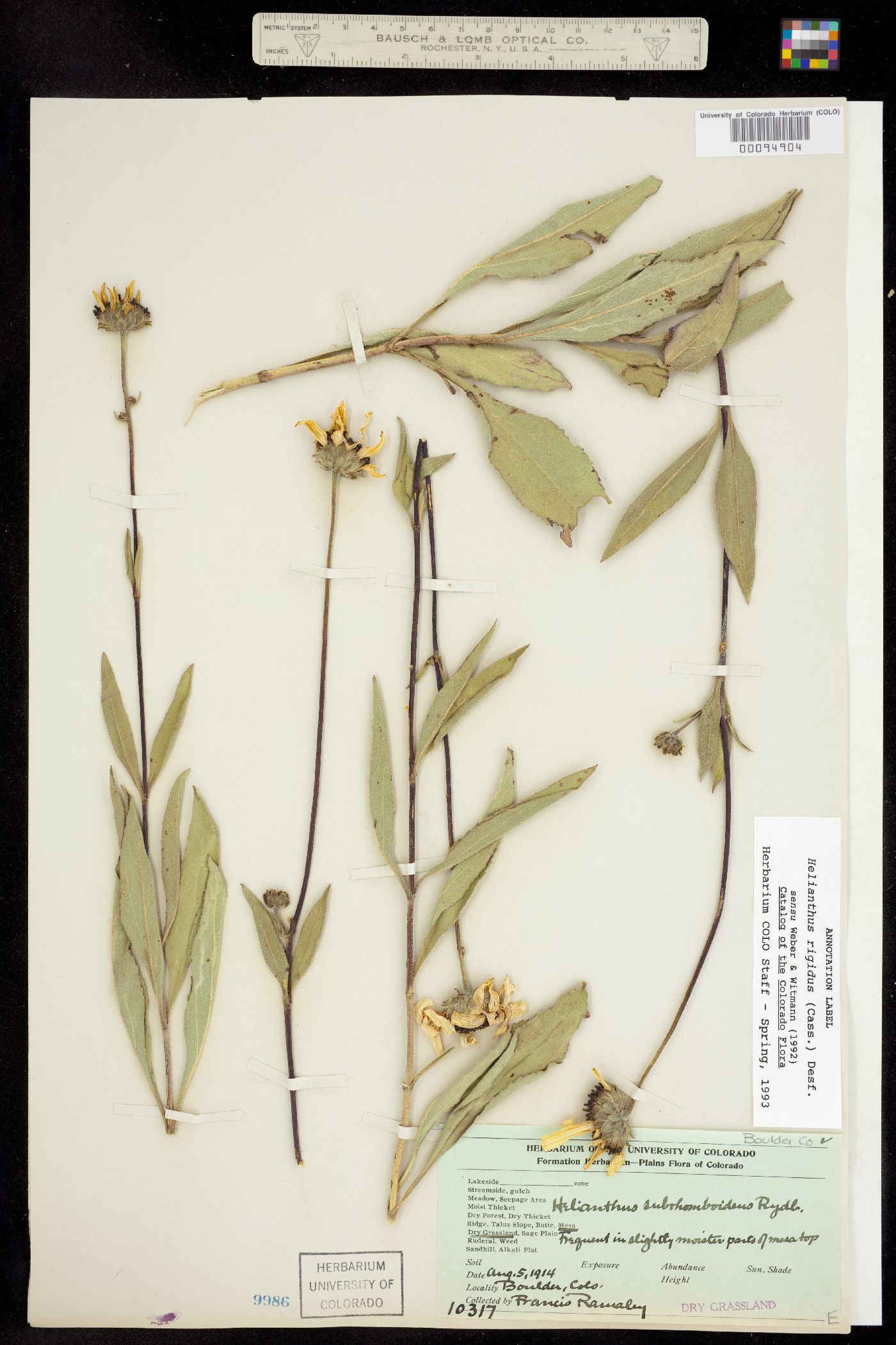 Helianthus pauciflorus subsp. subrhomboideus image
