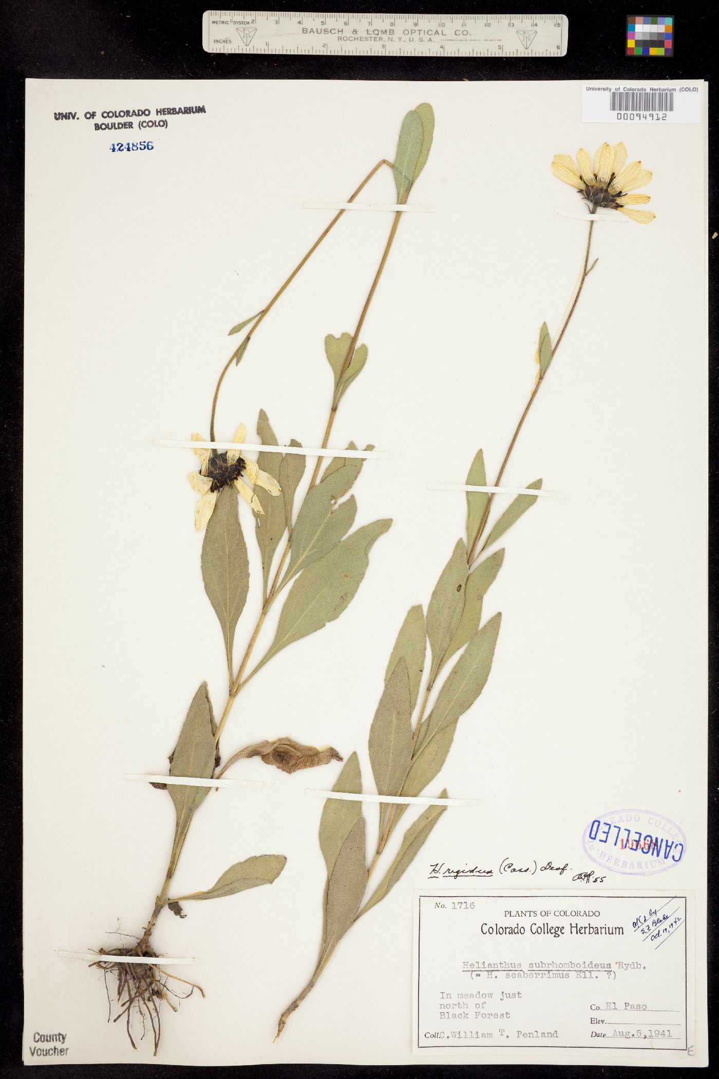 Helianthus rigidus ssp. subrhomboideus image