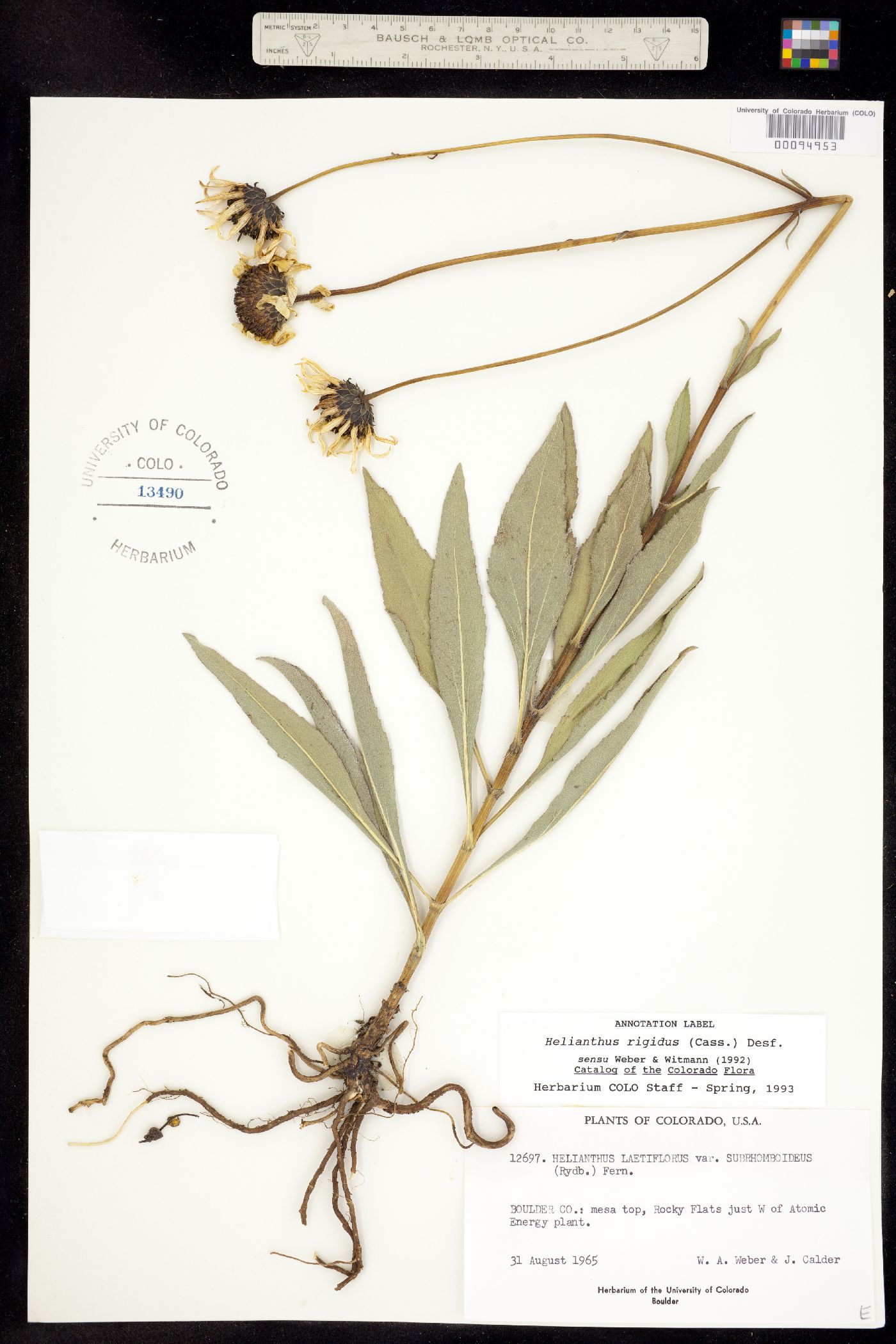 Helianthus rigidus ssp. subrhomboideus image