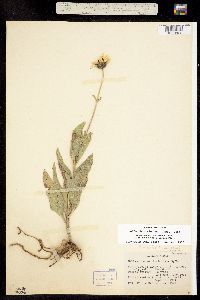 Helianthus rigidus image