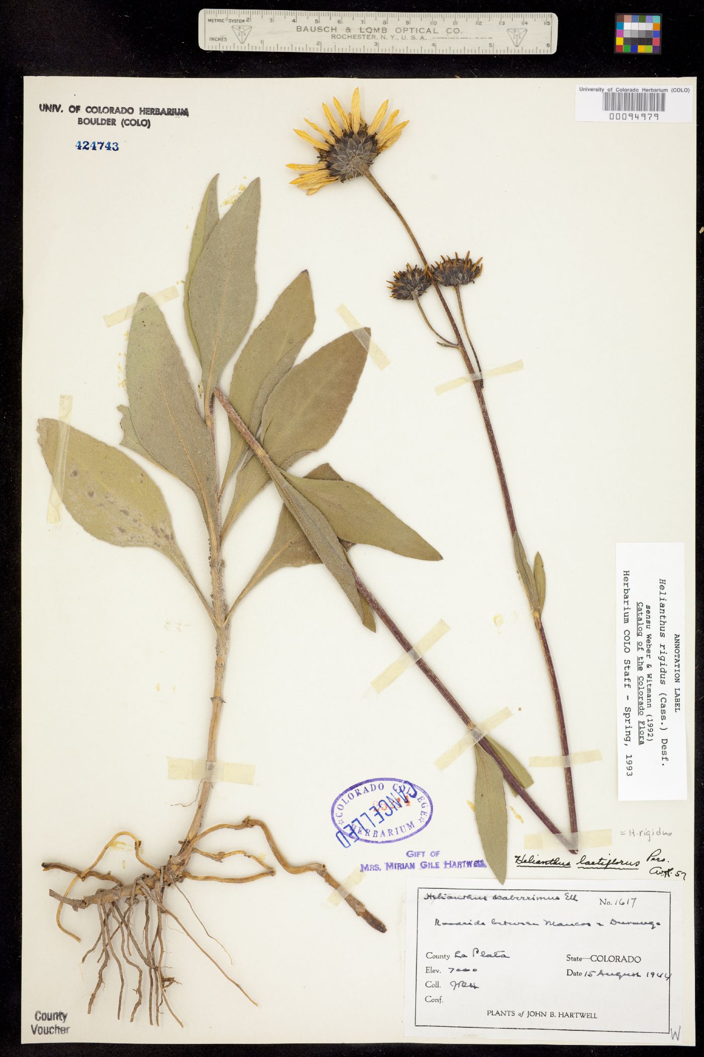 Helianthus rigidus ssp. subrhomboideus image