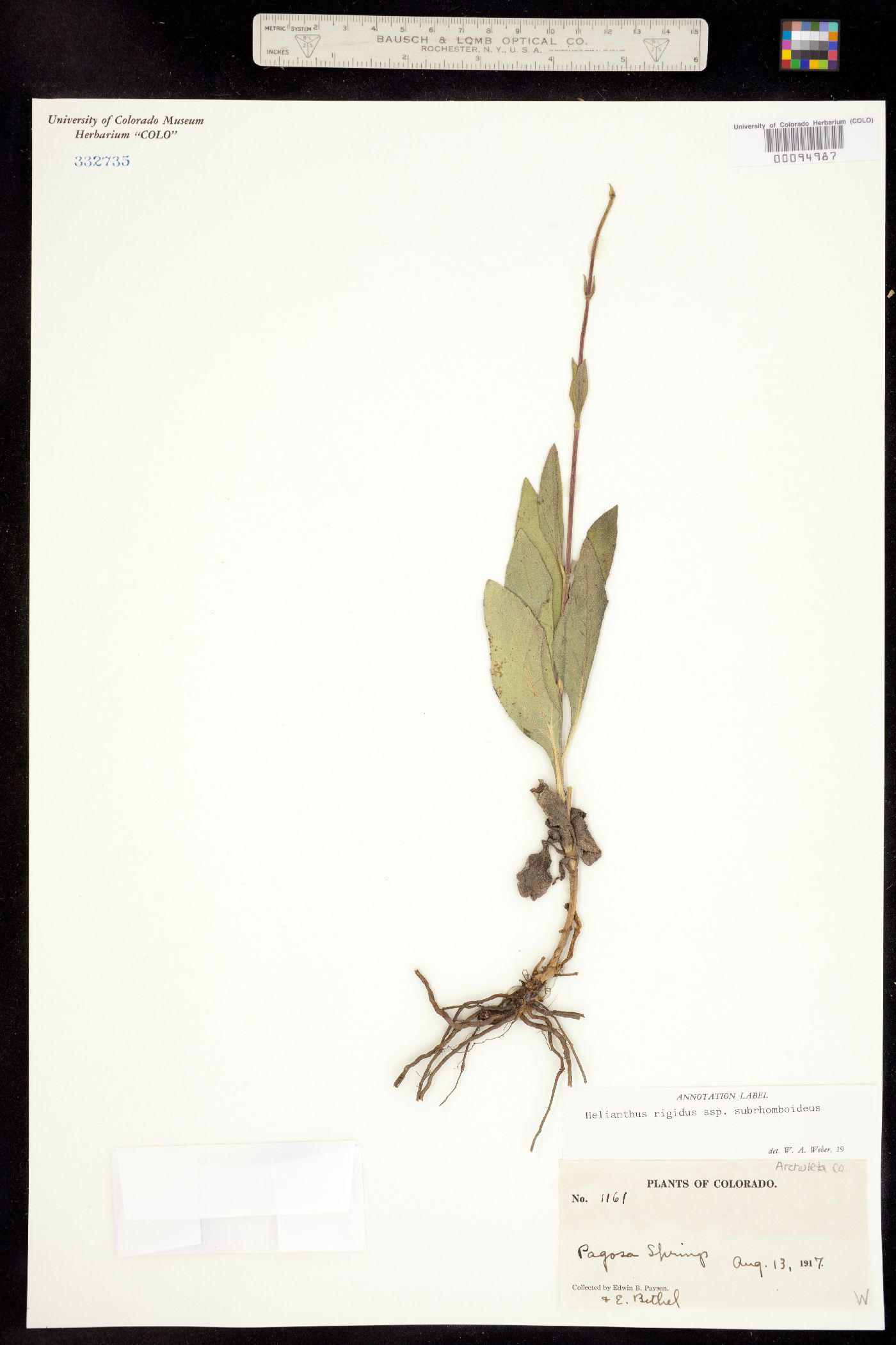 Helianthus rigidus ssp. subrhomboideus image