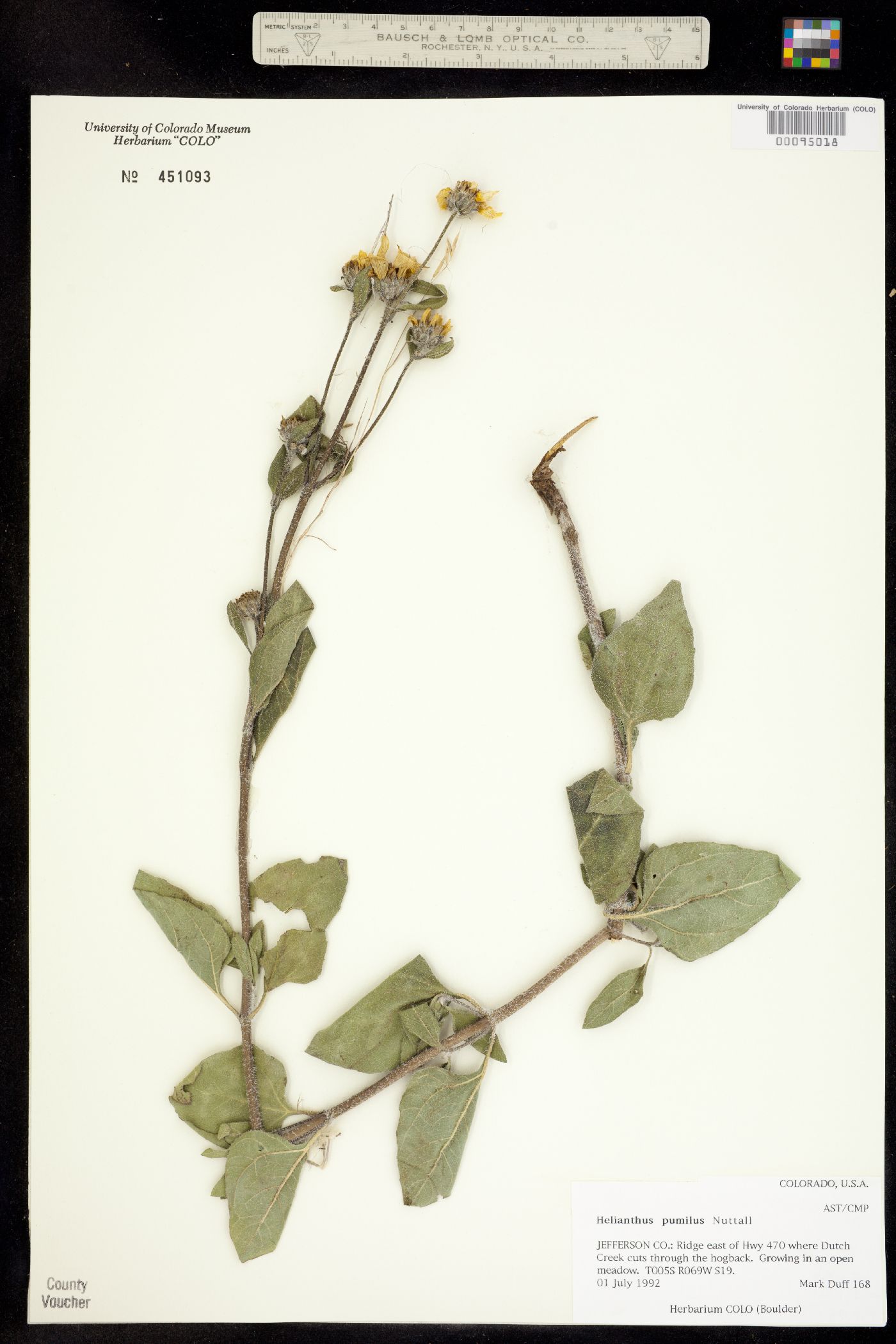 Helianthus image
