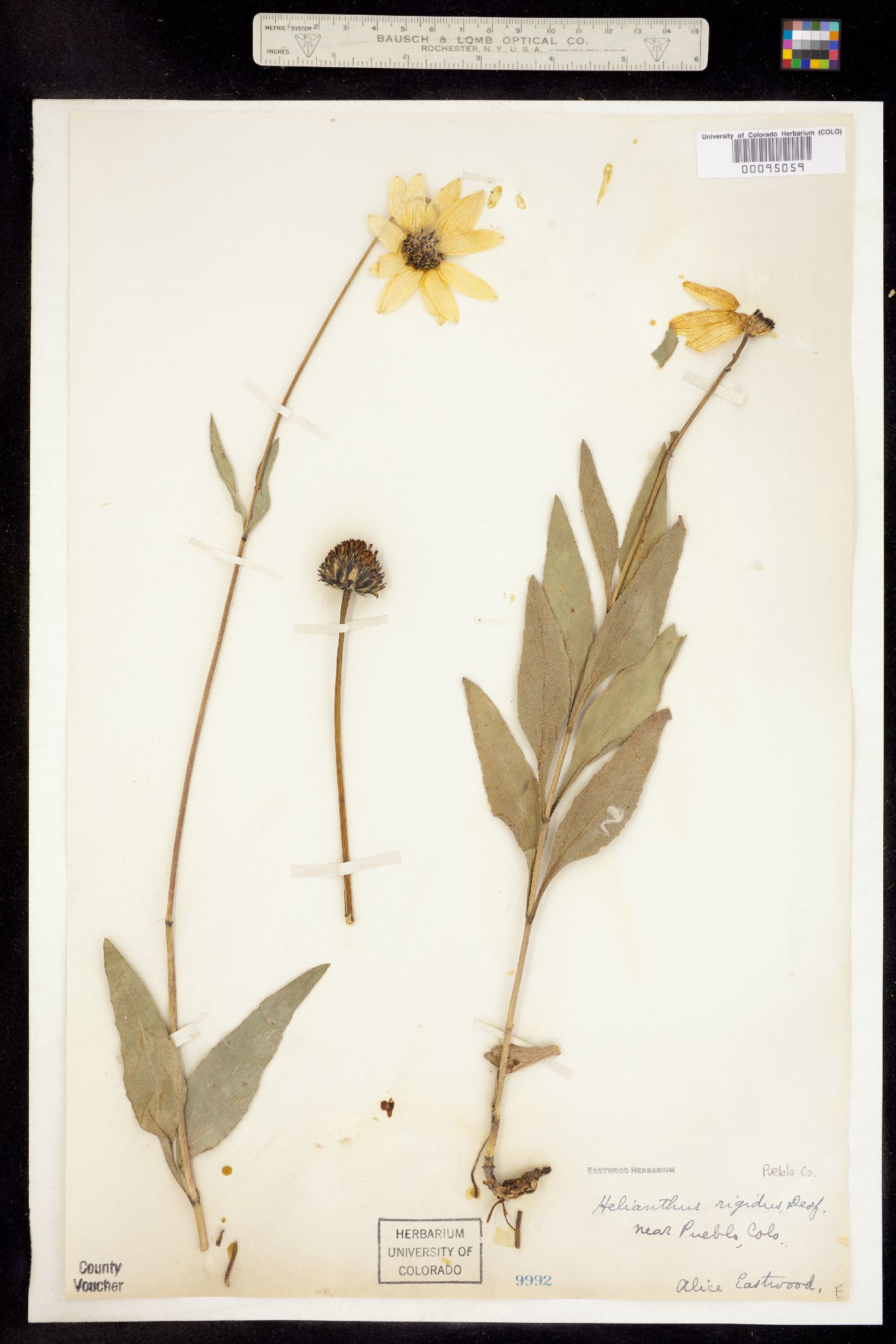 Helianthus rigidus ssp. subrhomboideus image