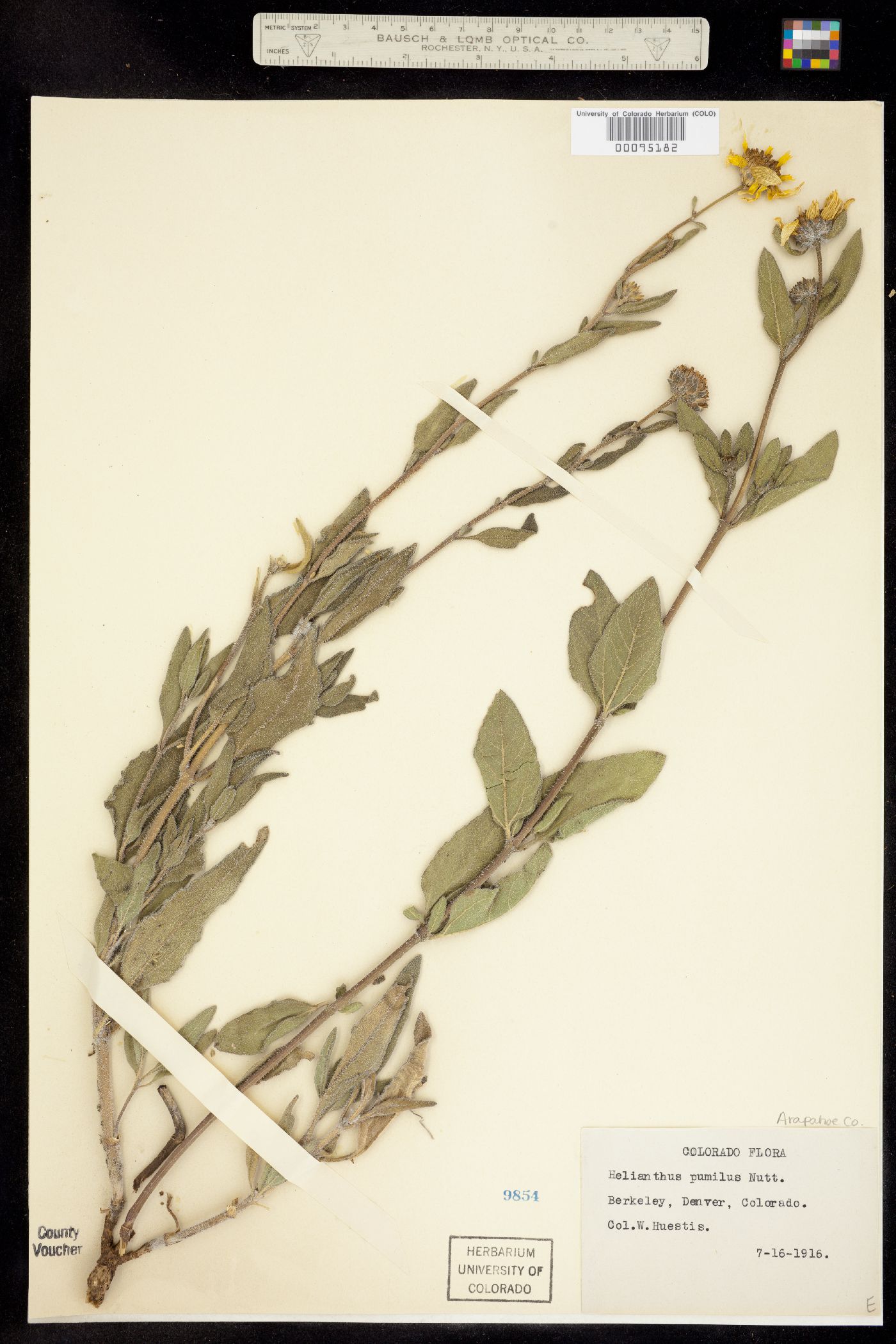 Helianthus pumilus image