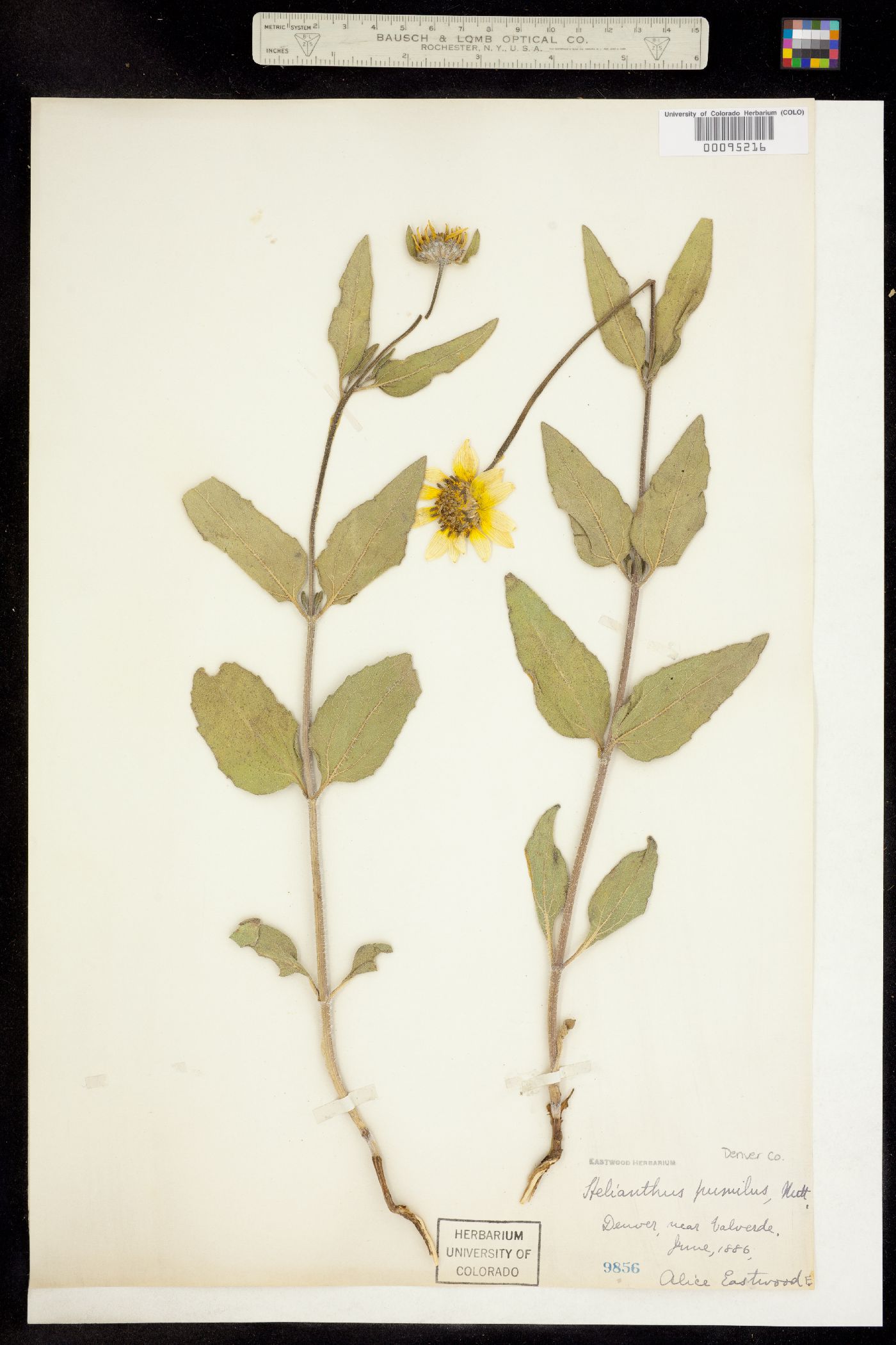 Helianthus pumilus image