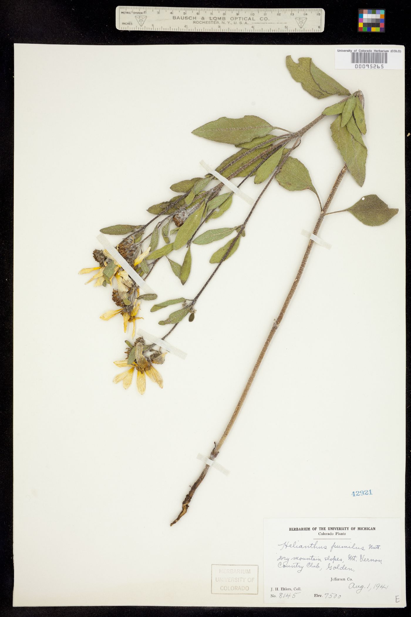 Helianthus pumilus image