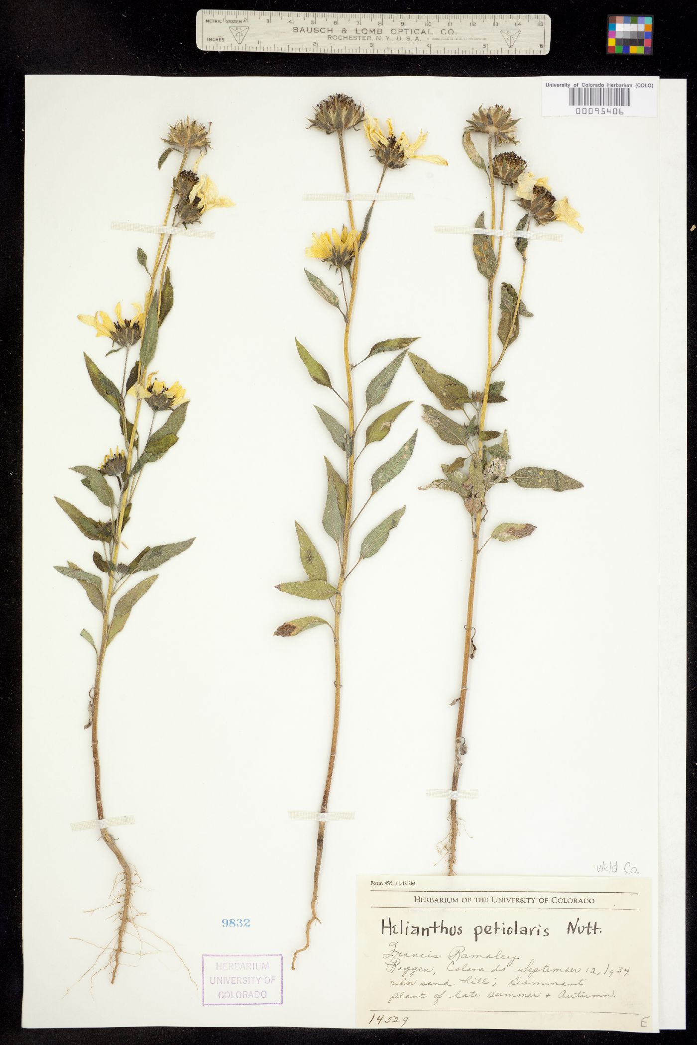 Helianthus petiolaris image