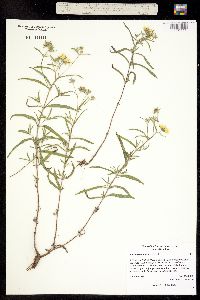 Heliomeris multiflora image