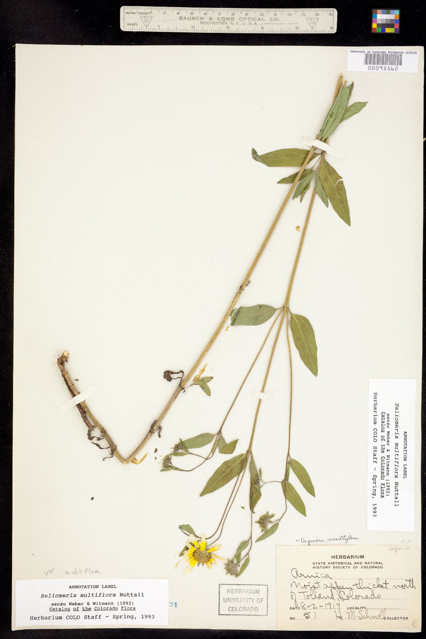 Heliomeris multiflora var. multiflora image