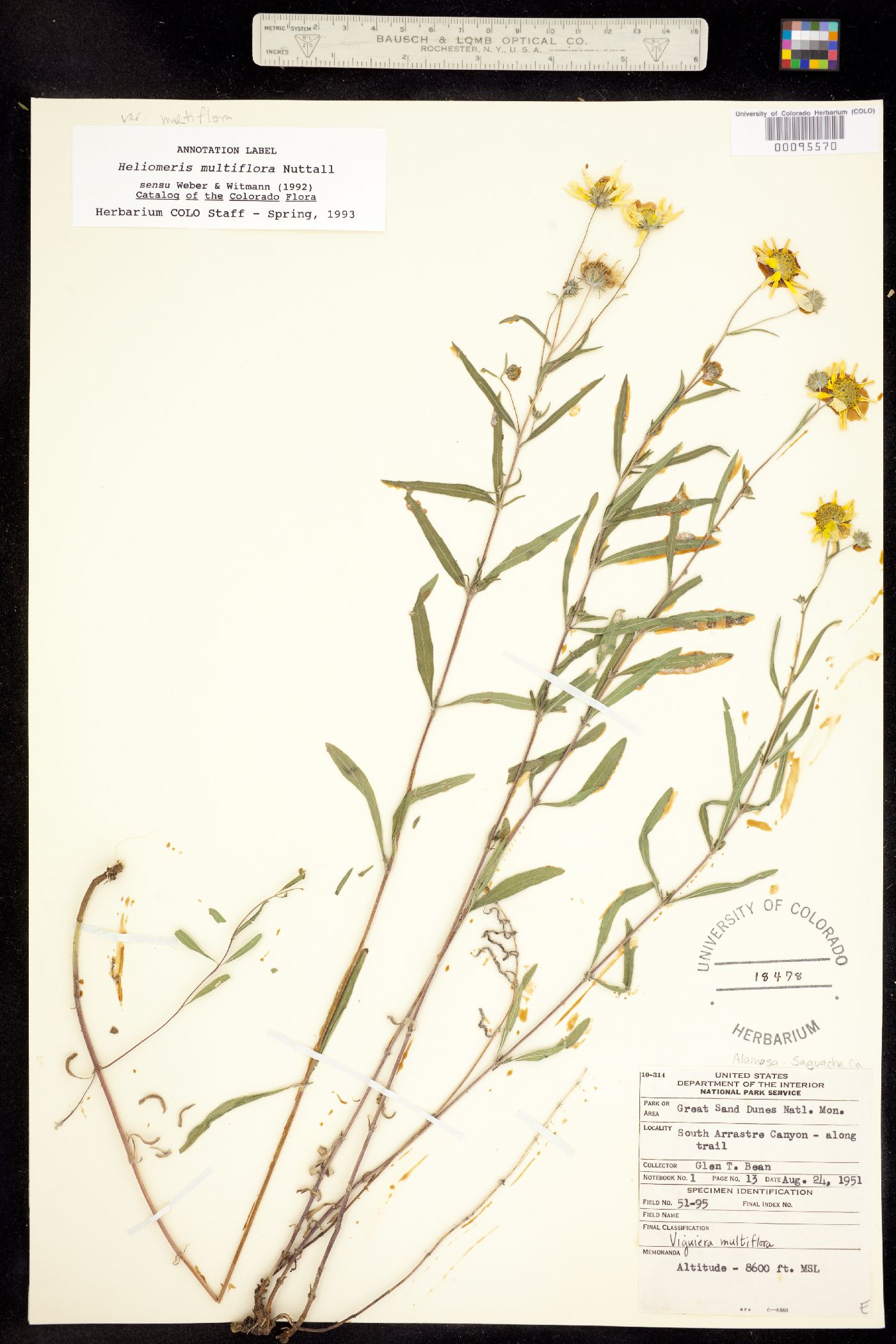 Heliomeris multiflora image