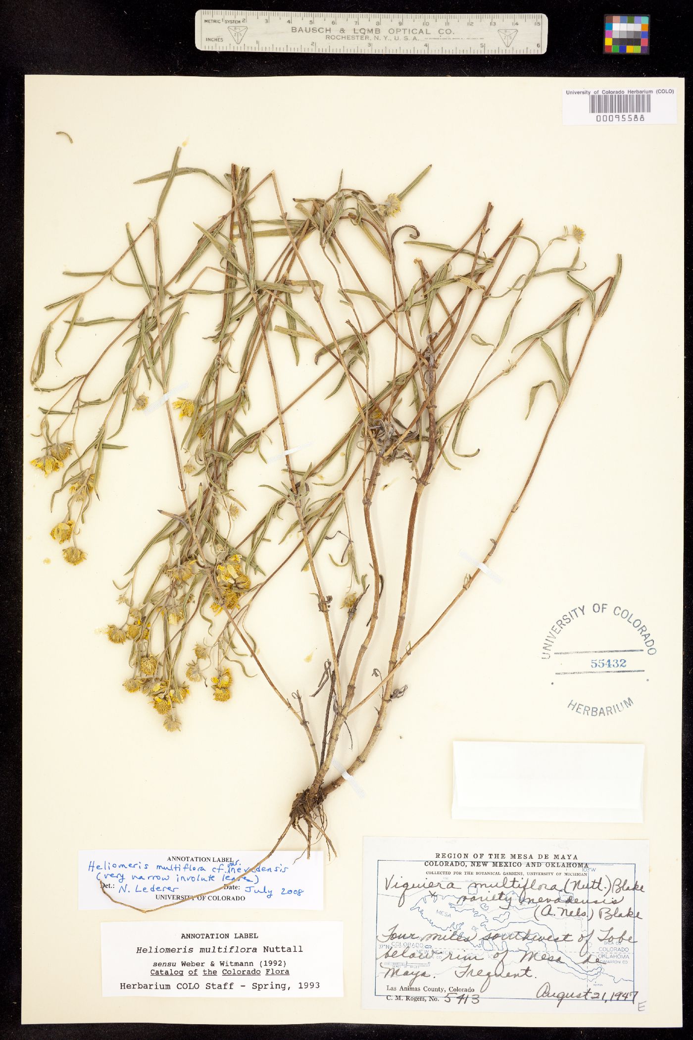 Heliomeris multiflora image