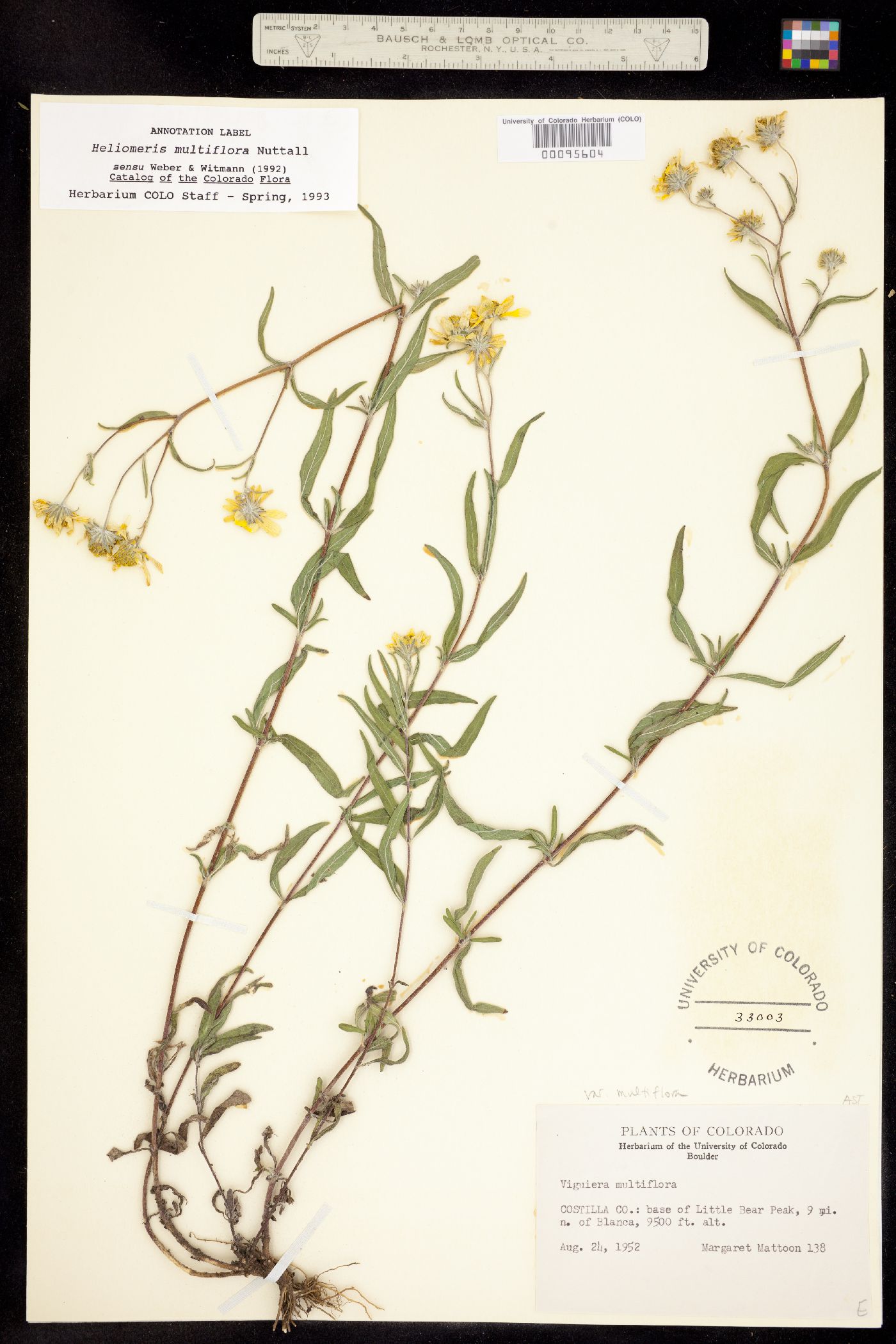 Heliomeris multiflora var. multiflora image