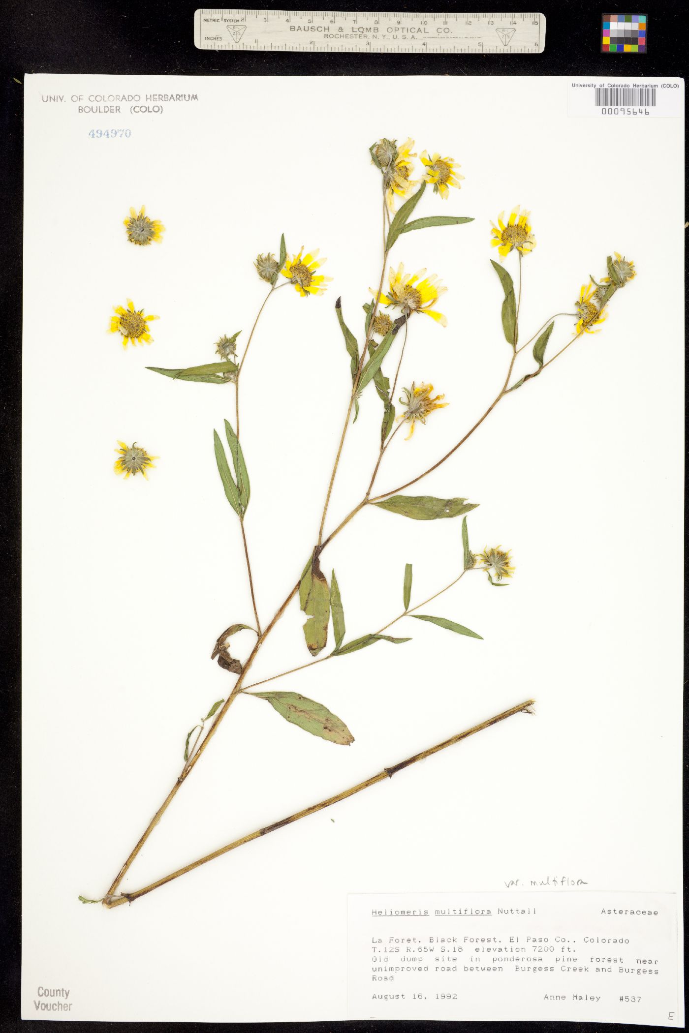 Heliomeris multiflora var. multiflora image