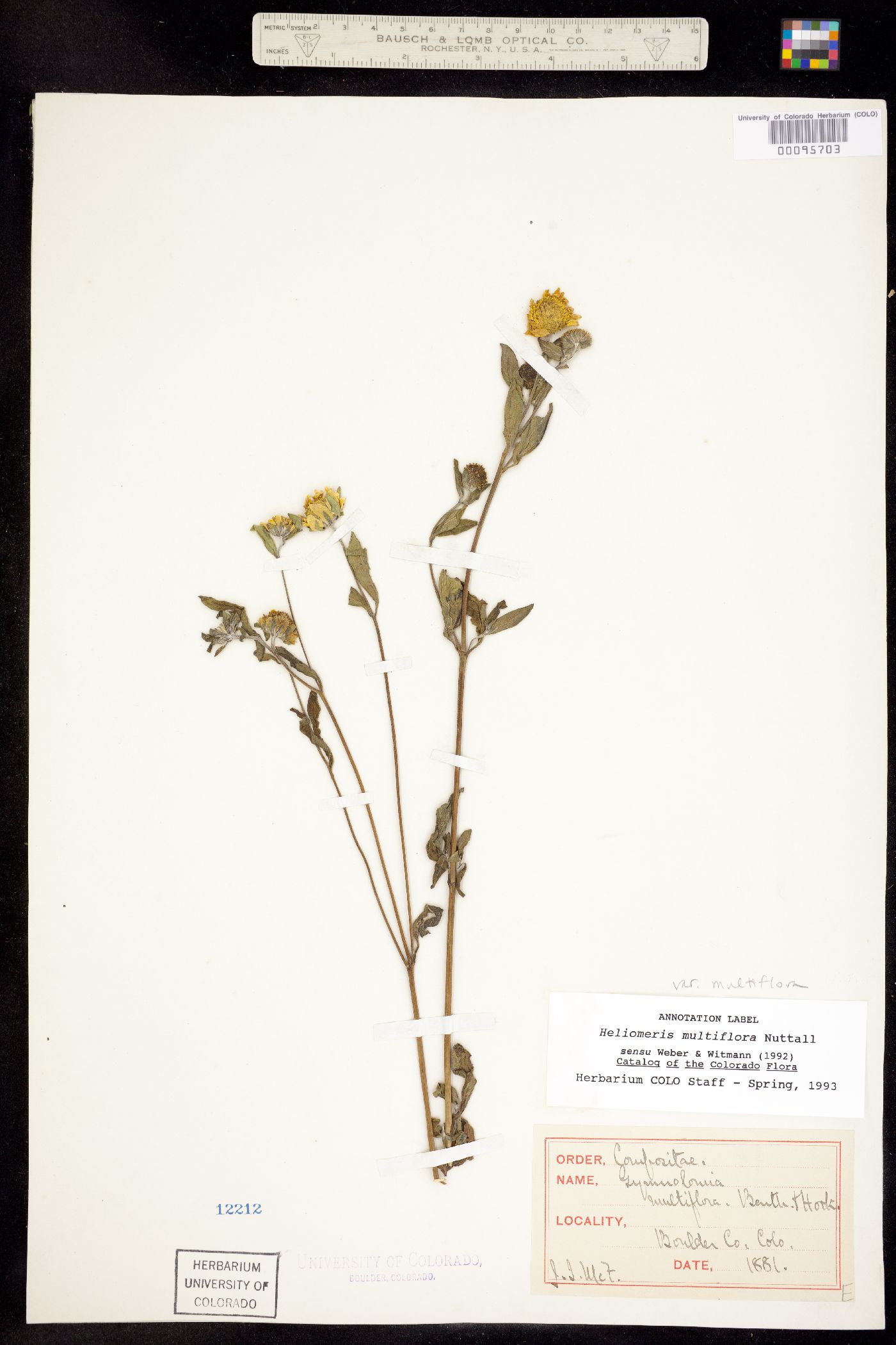 Heliomeris multiflora var. multiflora image