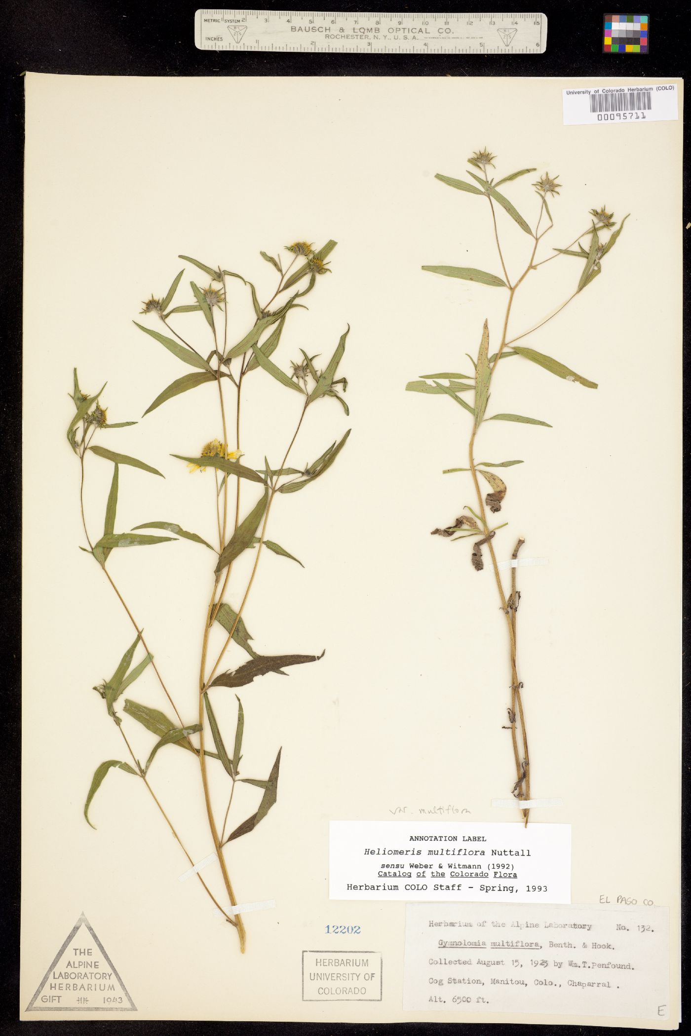 Heliomeris multiflora var. multiflora image