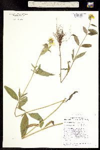 Heliomeris multiflora var. multiflora image