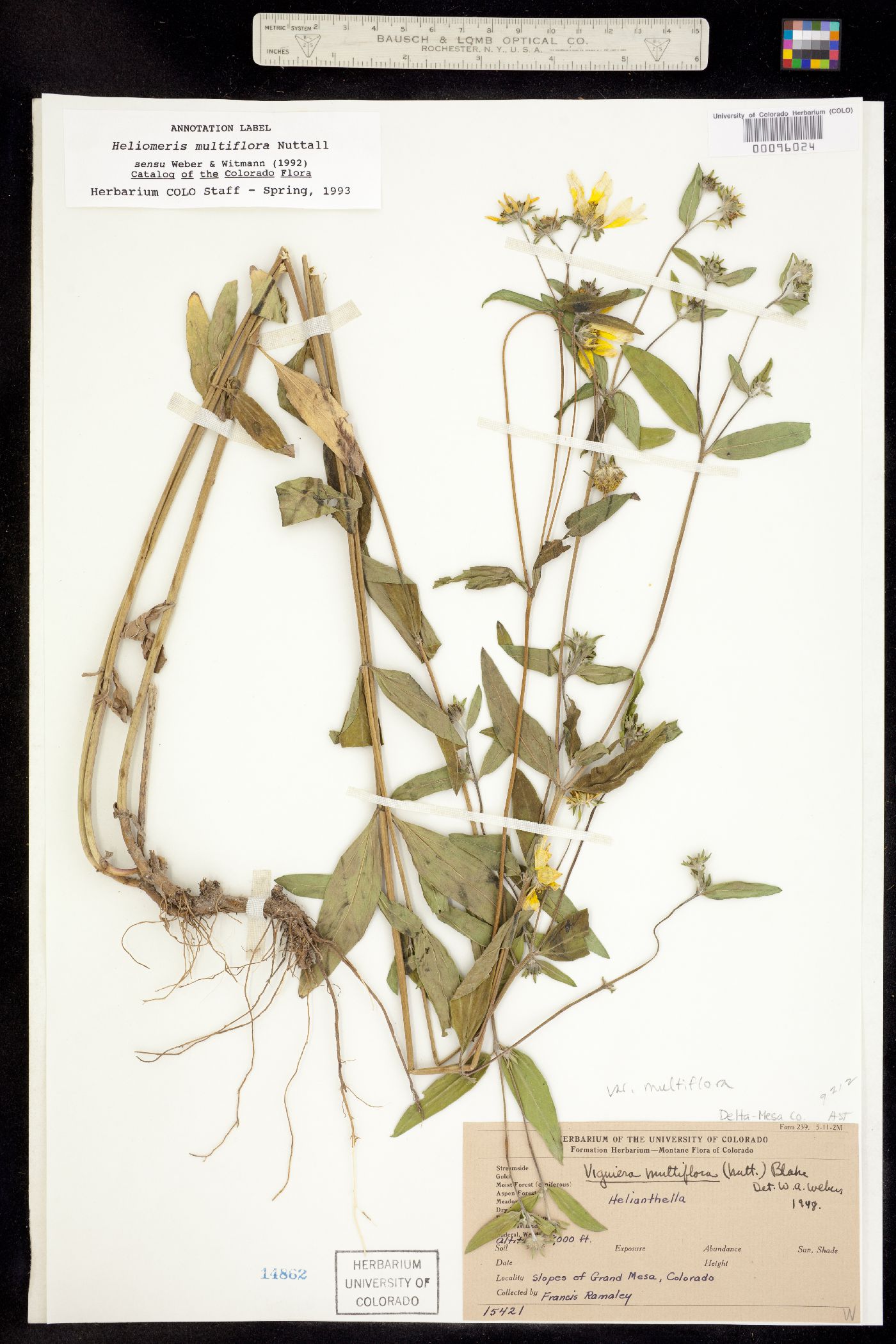 Heliomeris multiflora var. multiflora image