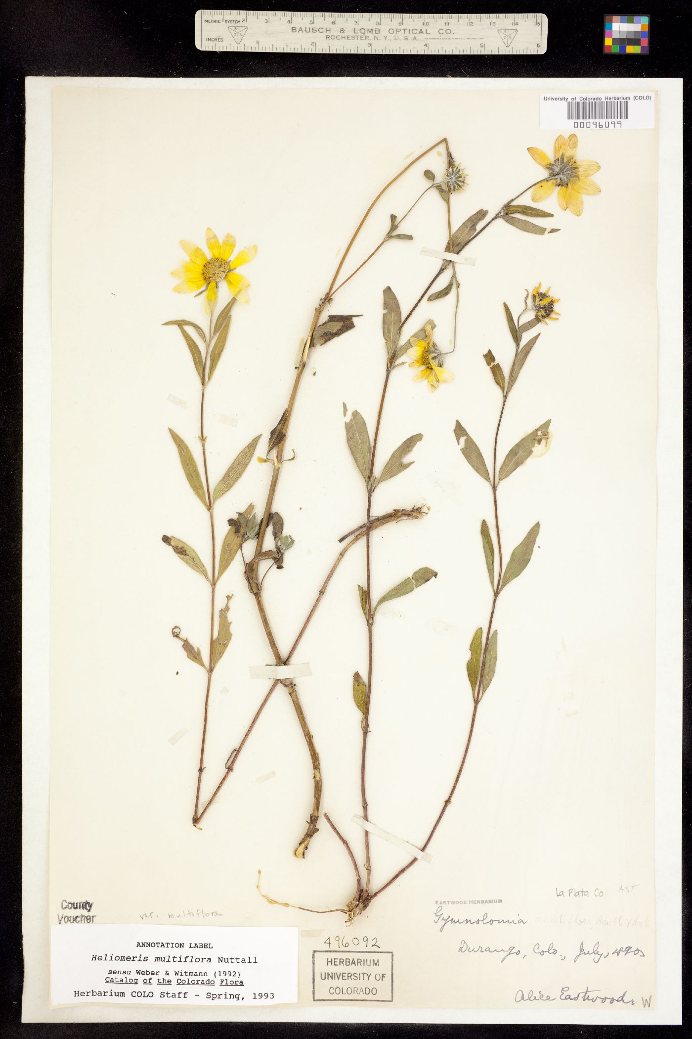 Heliomeris multiflora var. multiflora image