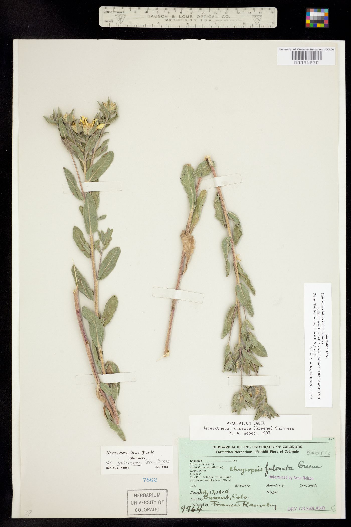 Heterotheca villosa image