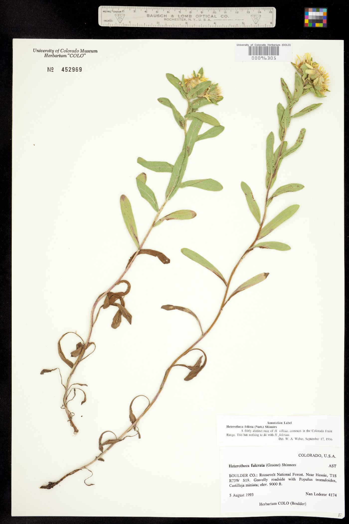 Heterotheca villosa var. foliosa image