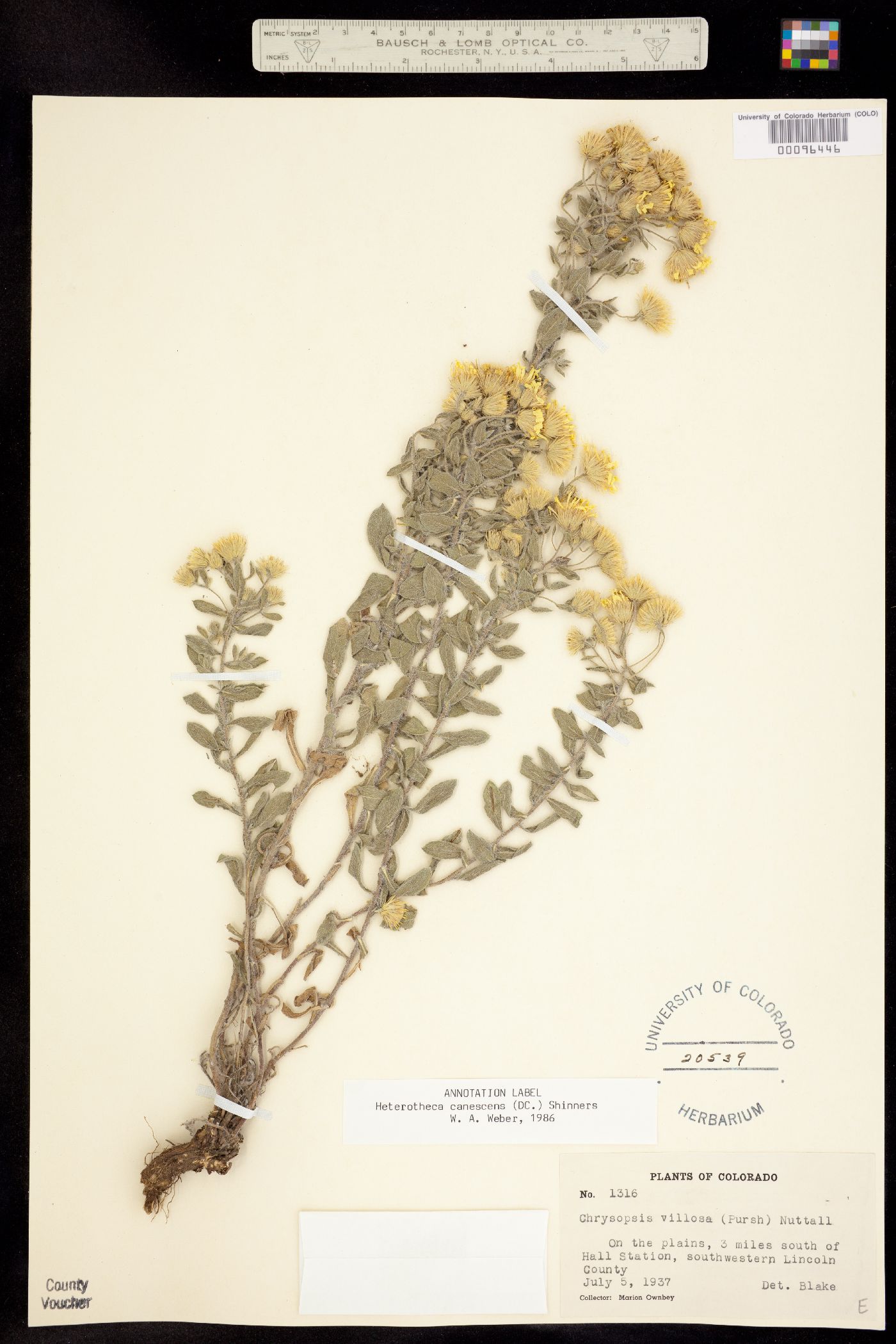 Heterotheca canescens image
