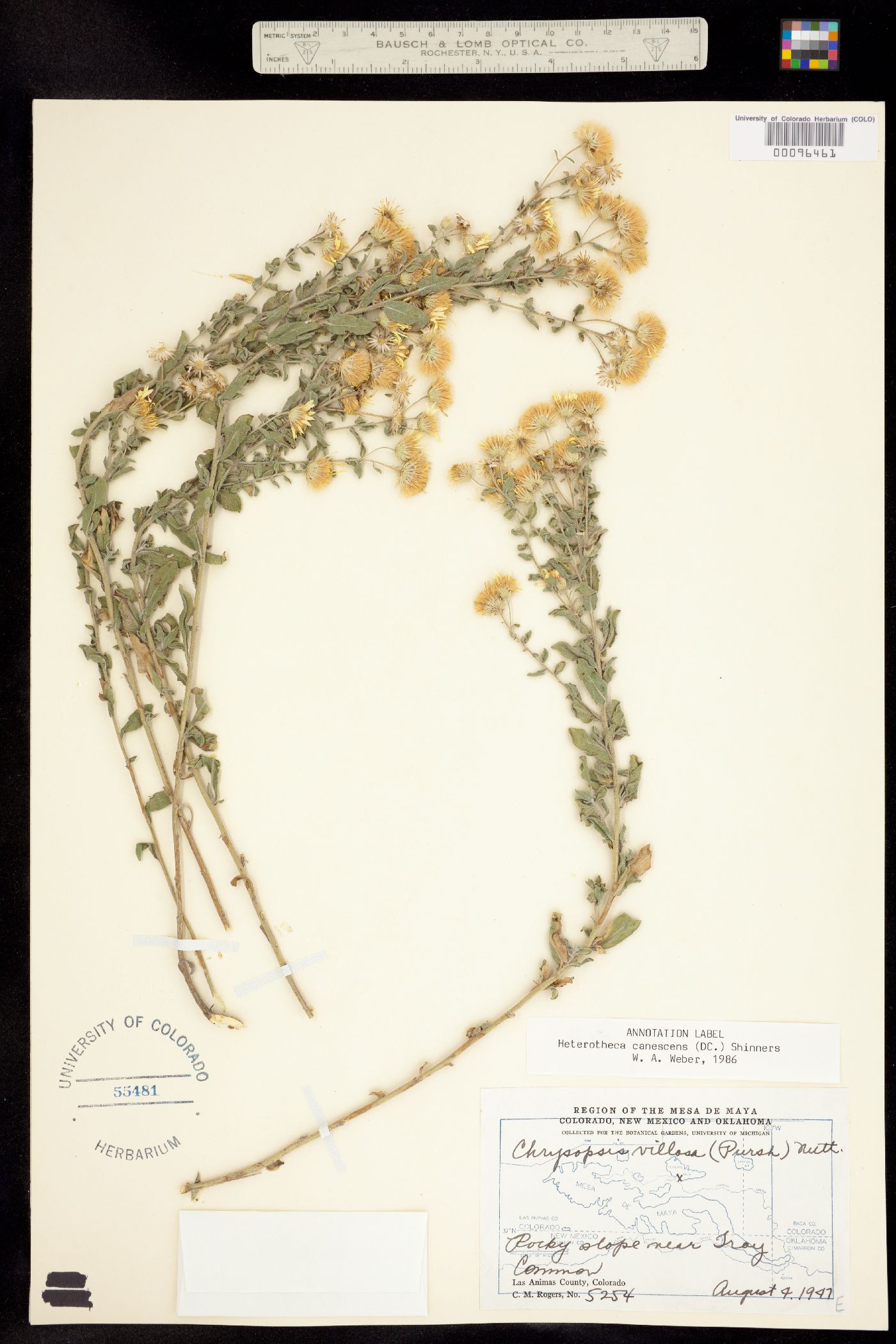 Heterotheca canescens image