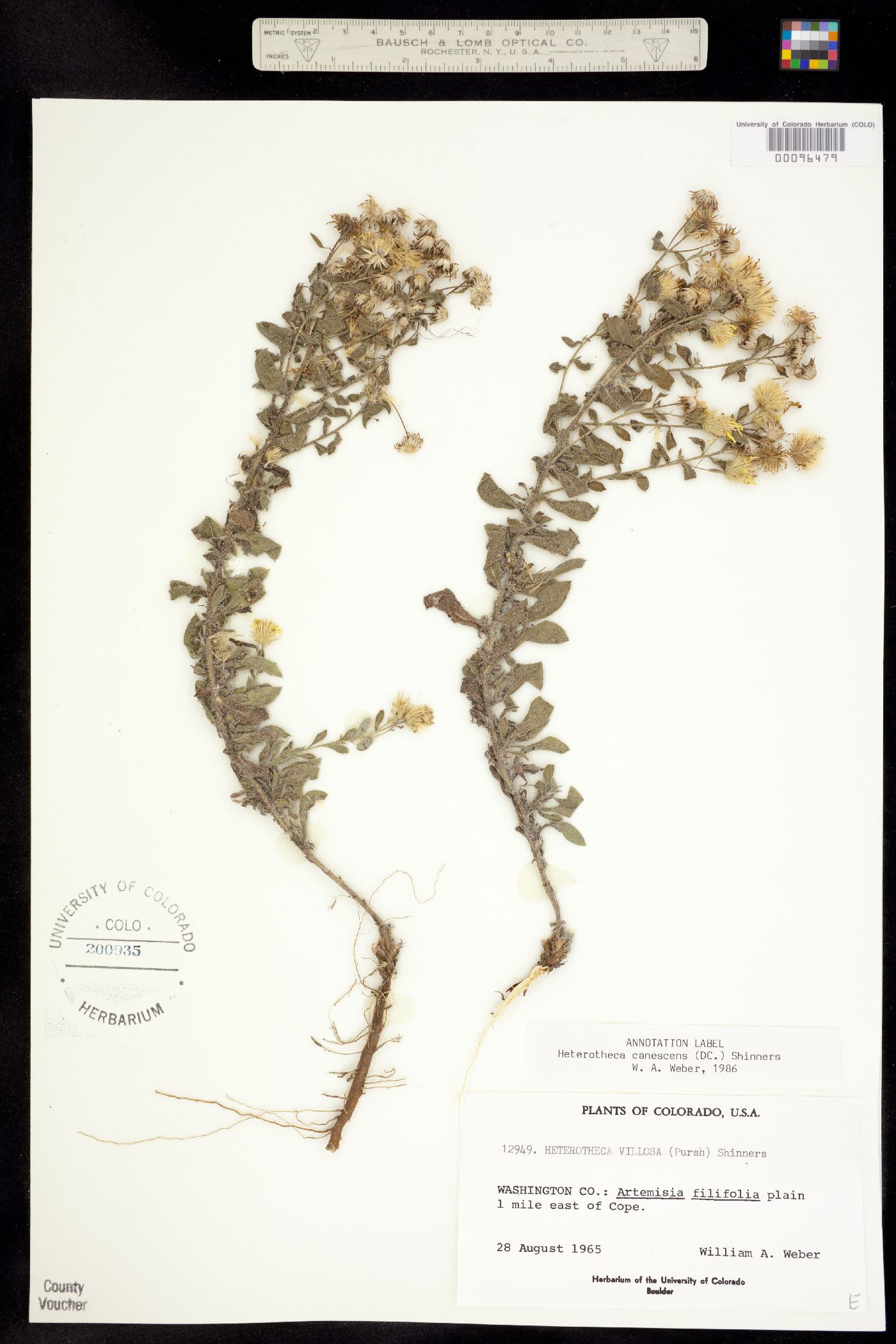 Heterotheca canescens image