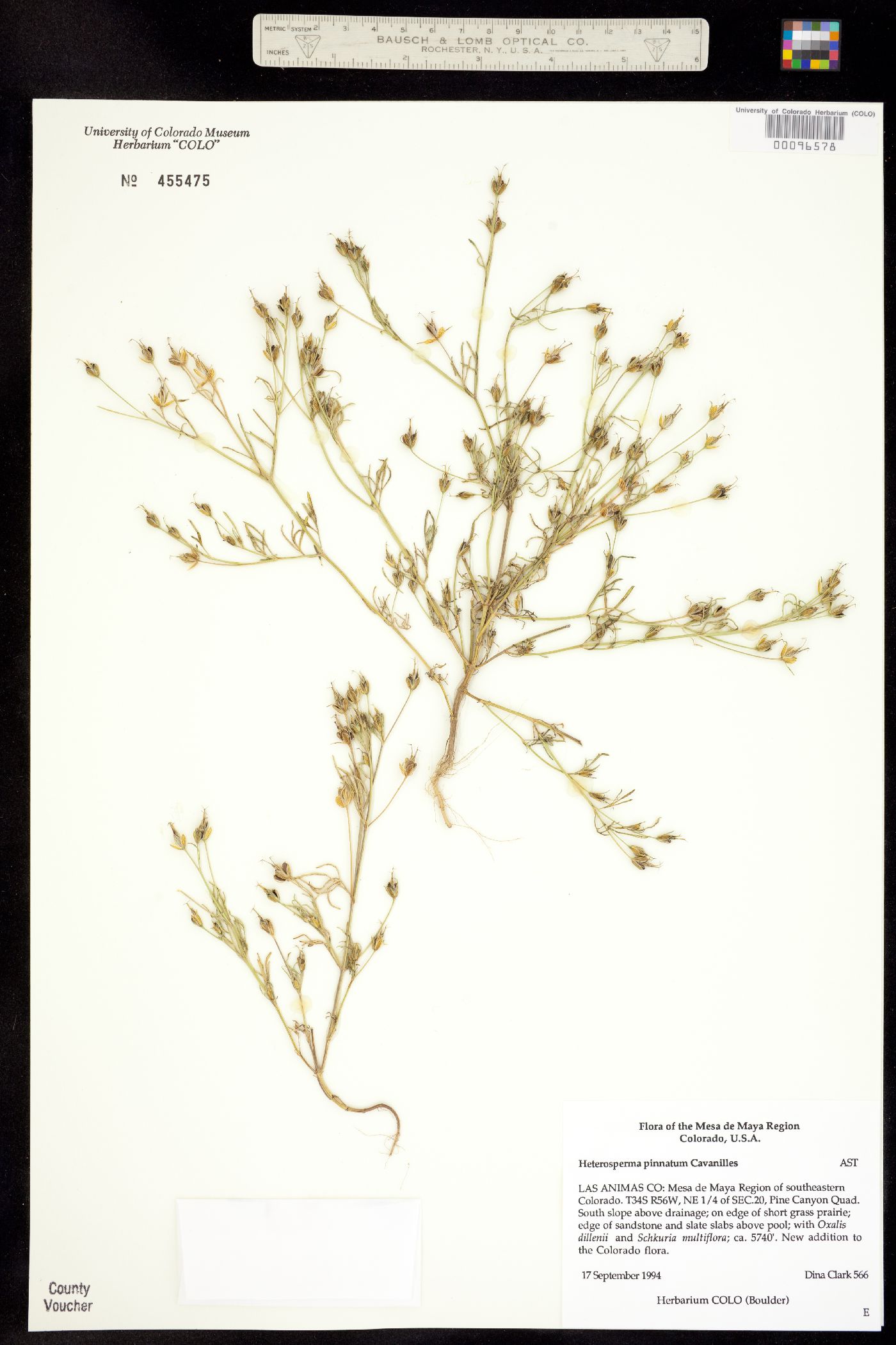 Heterospermum pinnatum image
